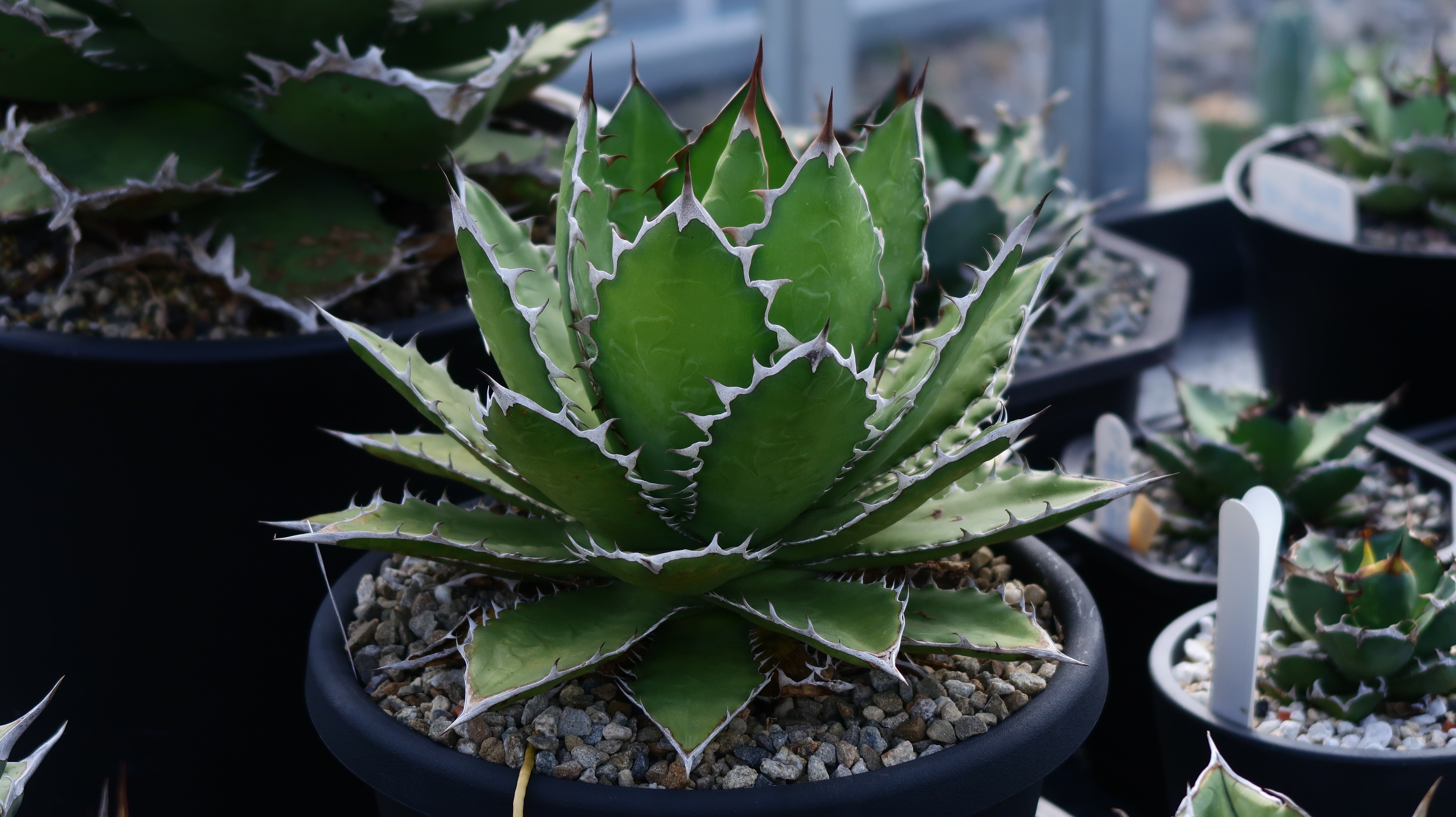 Stano.Lab】アガベ サハイブリッド '万代X厳龍' GT-27 – Caudexsan