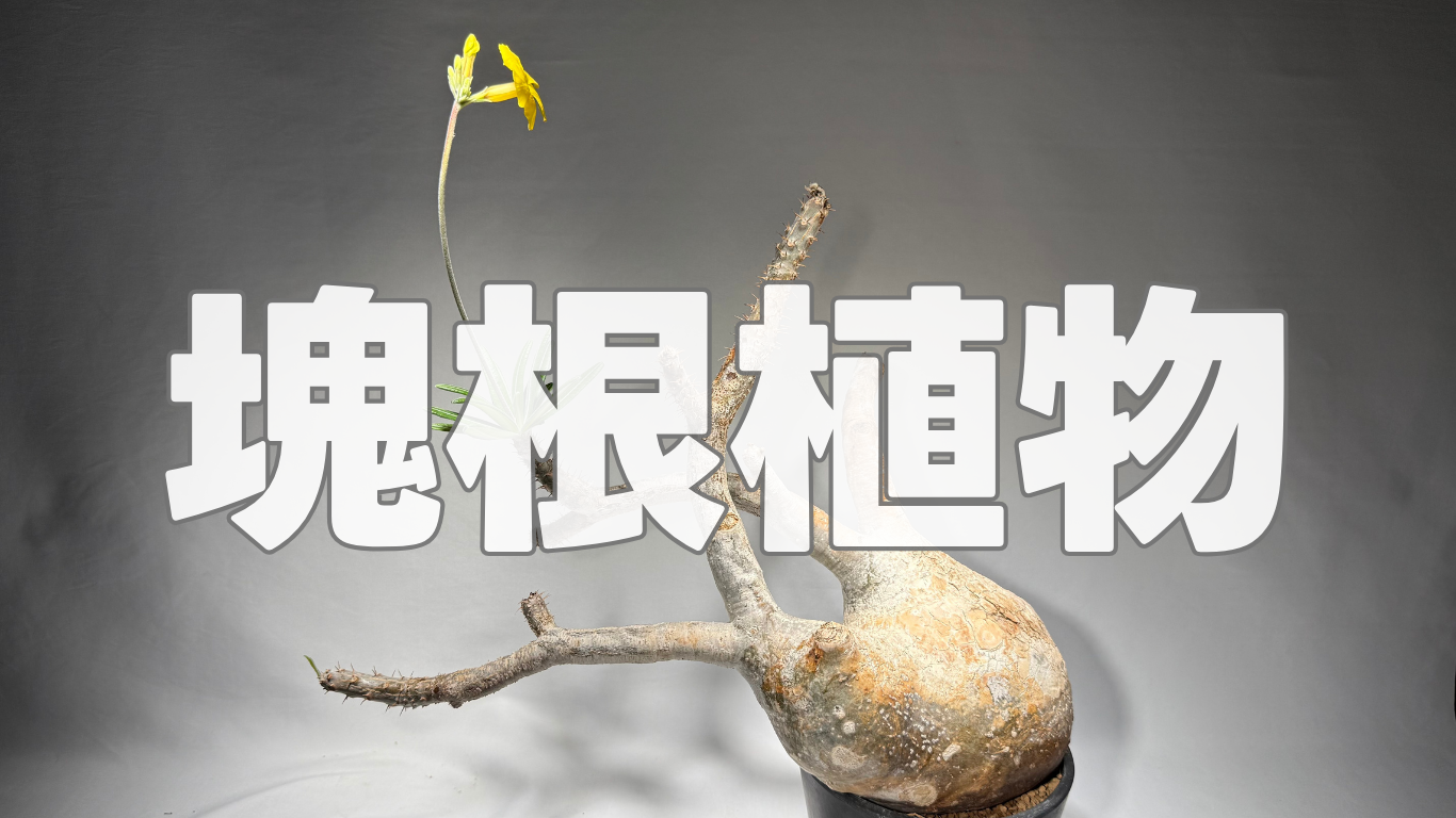 塊根植物
