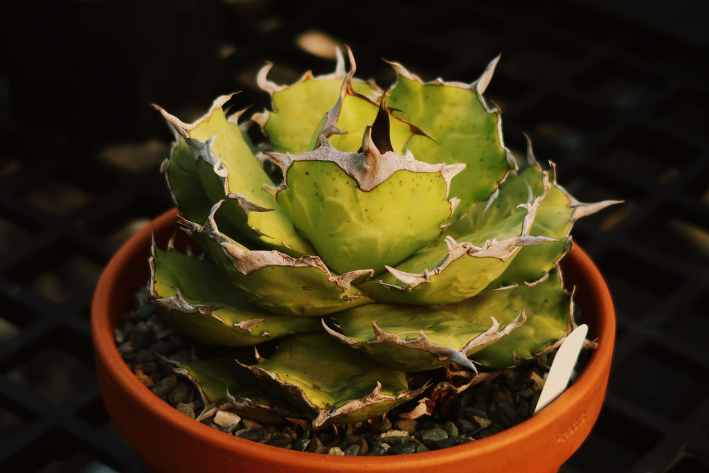 【Stano.Lab】<br>アガベ チタノタ<br> 'アザラシ' GT-26