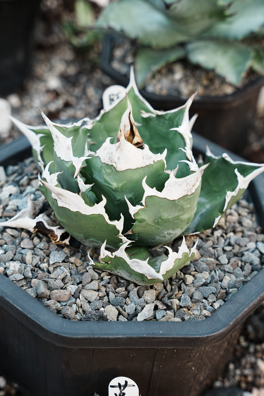 【Stano.Lab】<br>アガベ チタノタ<br> 'ホワイトファイヤー' GT-23