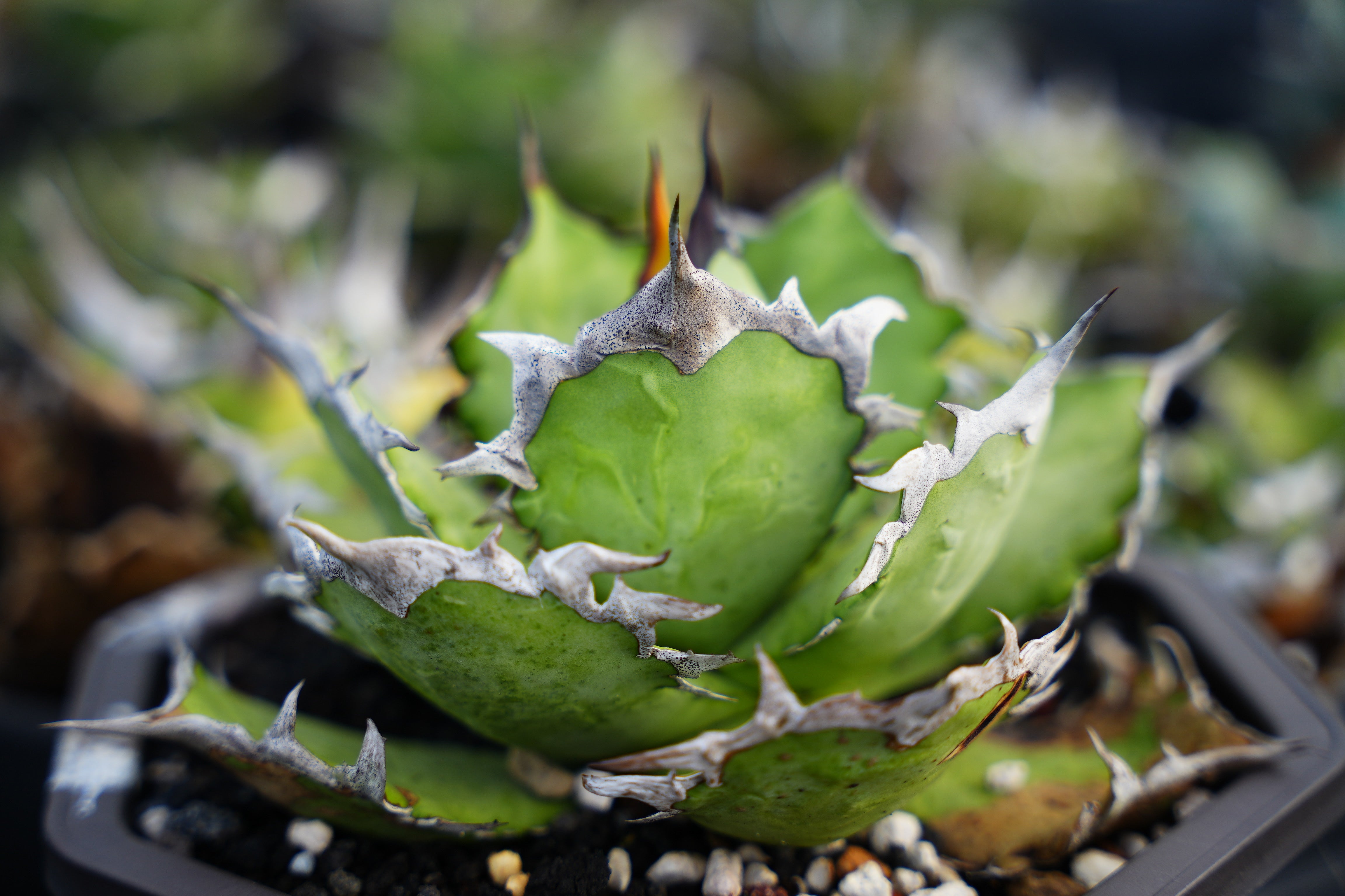 Stano.Lab】アガベ チタノタ 'カゲザメ' – Caudexsan