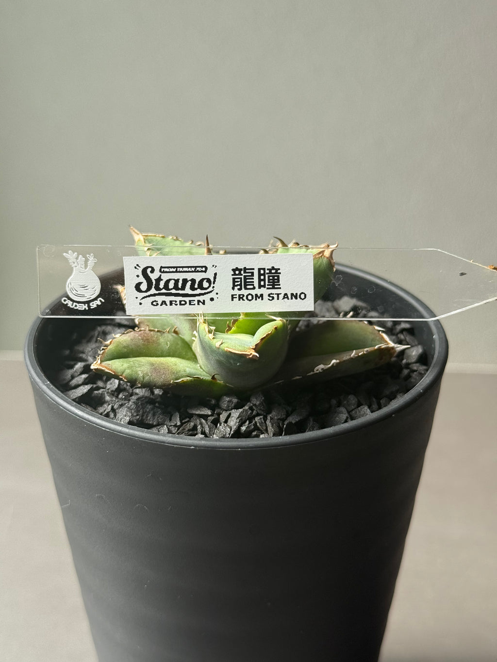【Stano.Lab】<br>アガベ チタノタ<br> '龍瞳'
