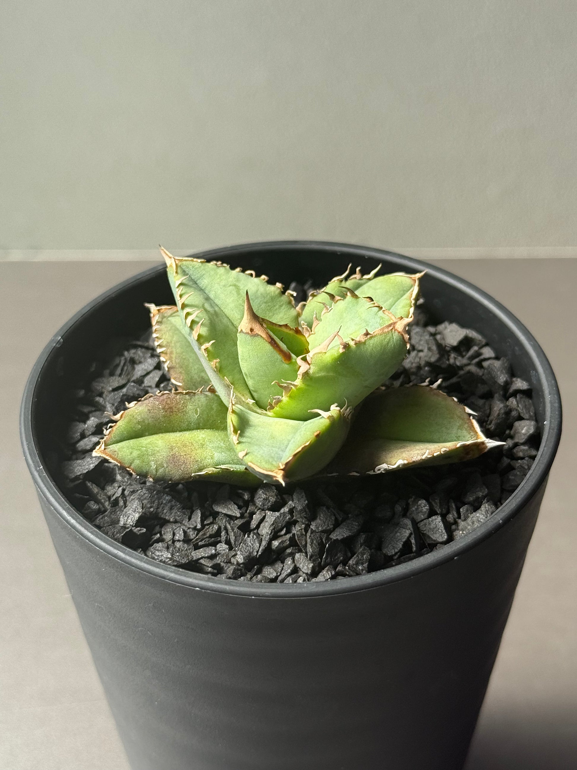 【Stano.Lab】<br>アガベ チタノタ<br> '龍瞳'