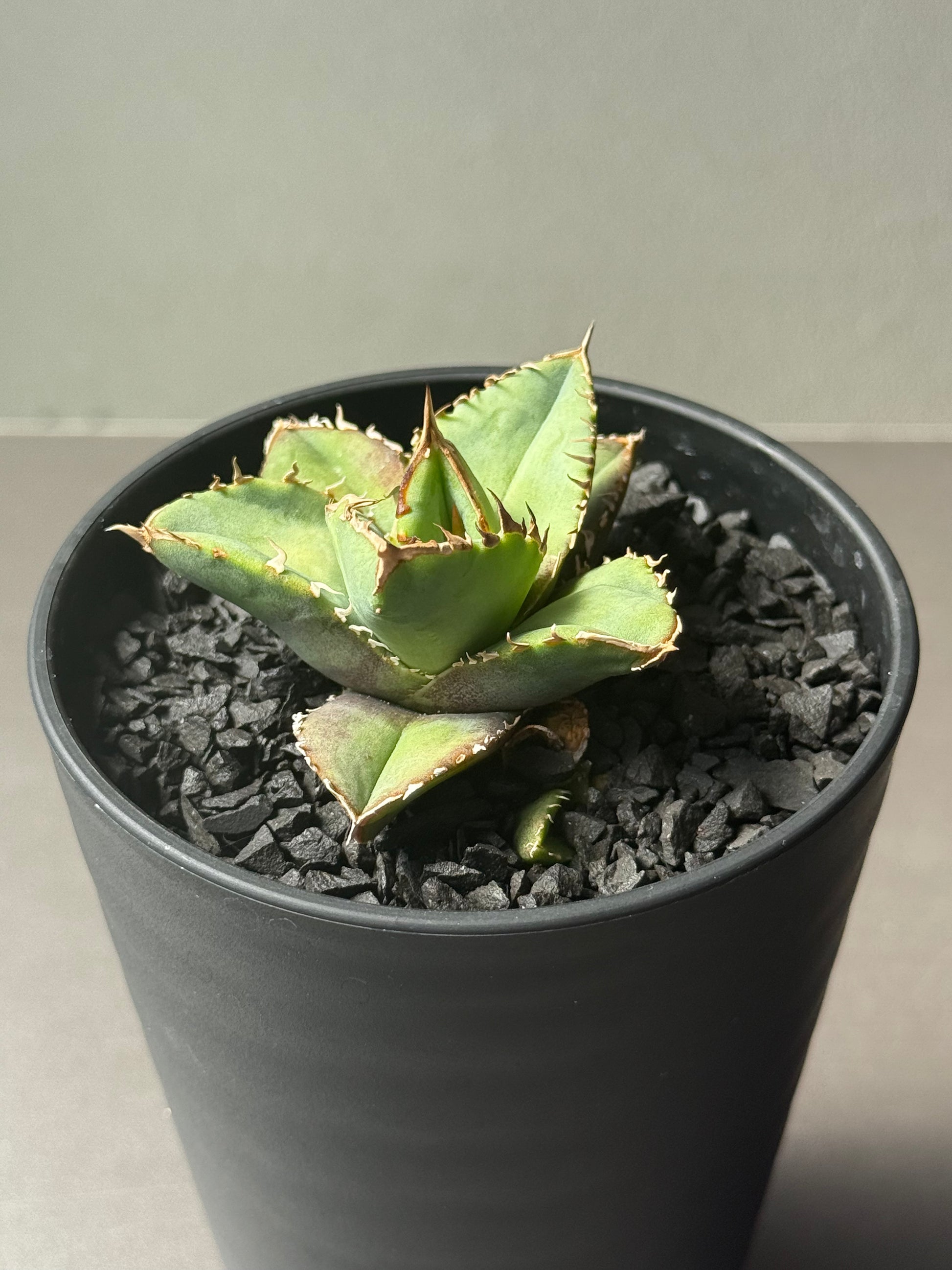 【Stano.Lab】<br>アガベ チタノタ<br> '龍瞳'