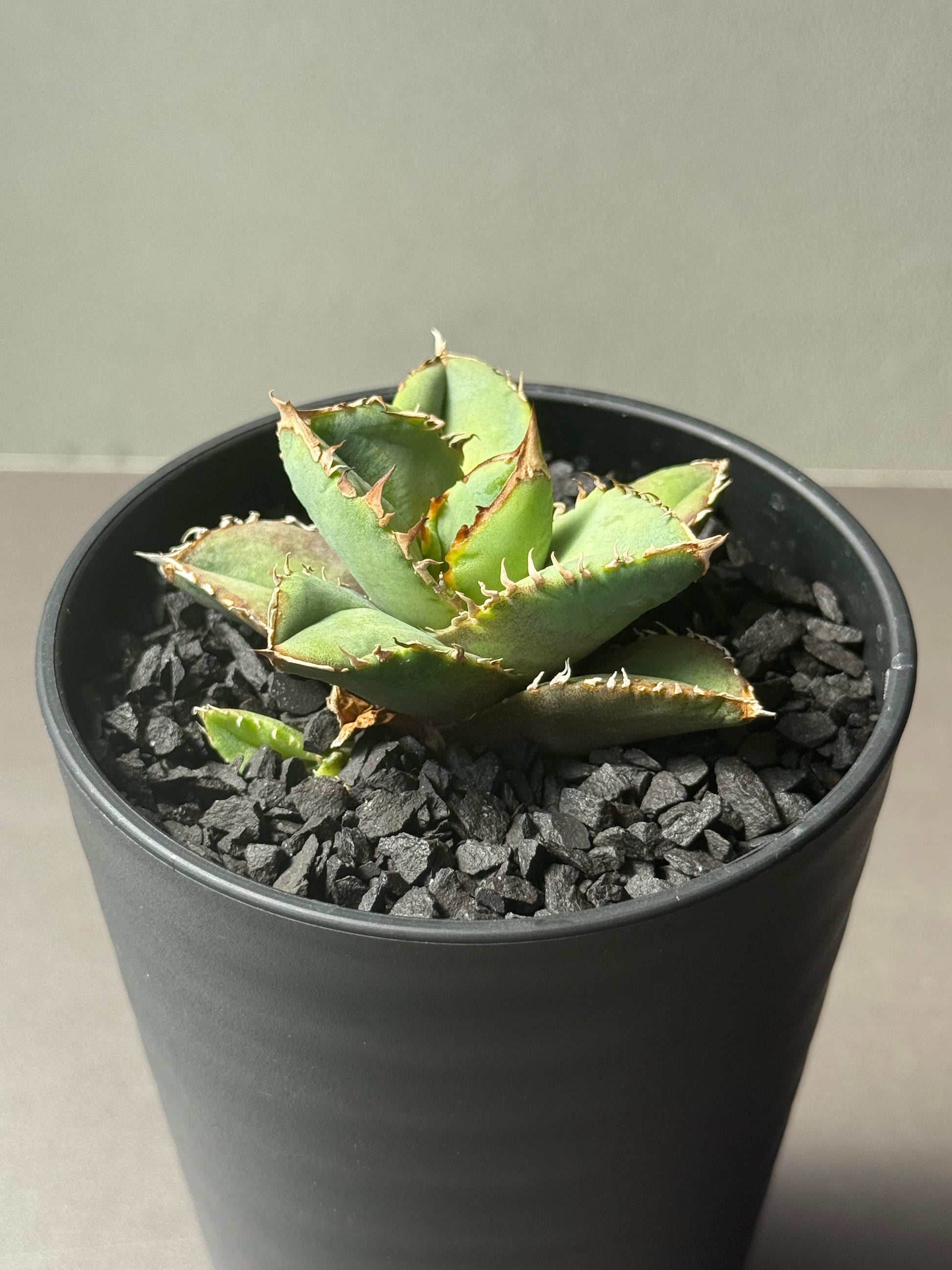 【Stano.Lab】<br>アガベ チタノタ<br> '龍瞳'