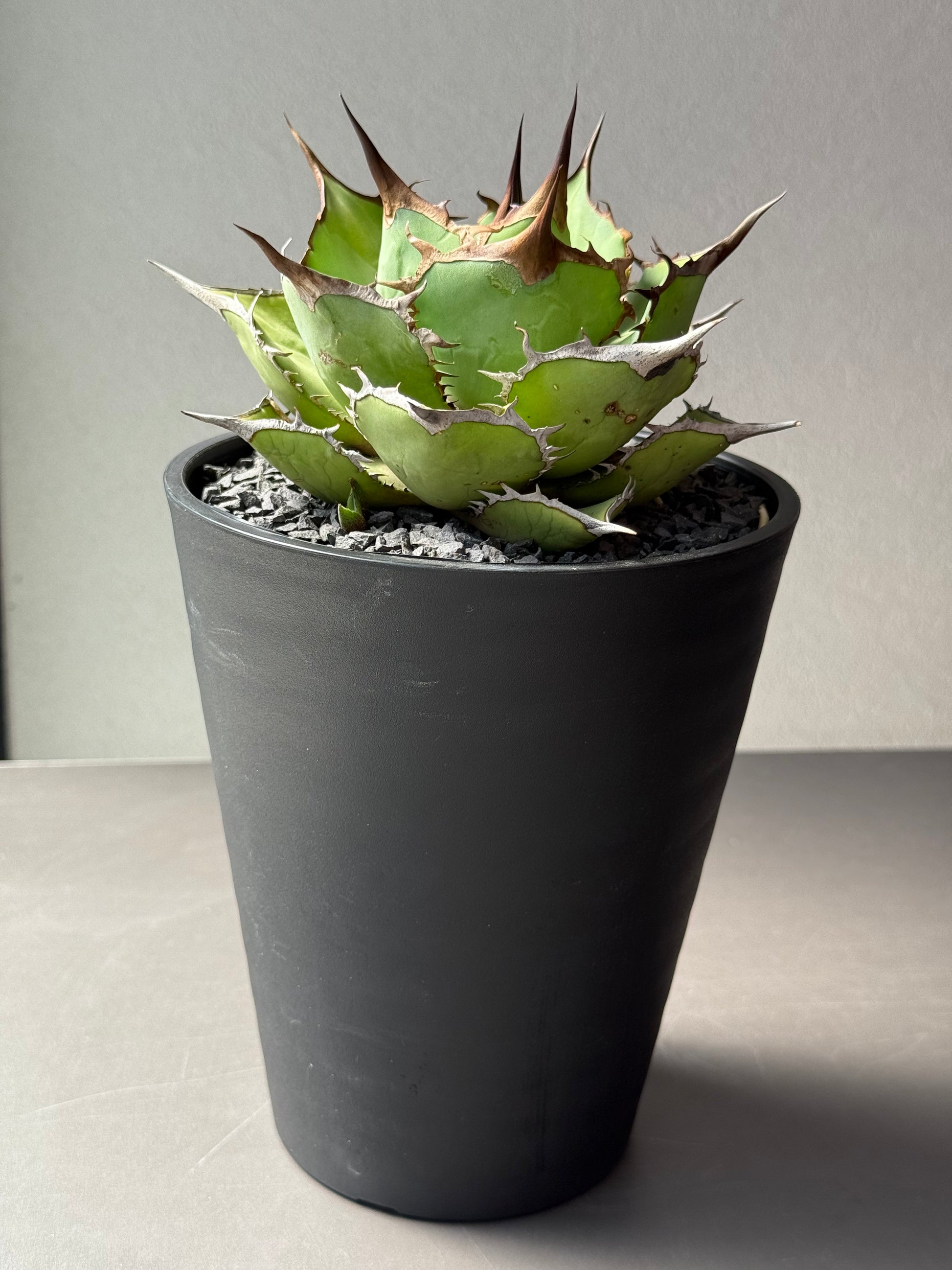 【Stano.Lab】<br>アガベ チタノタ<br> 'パンダ' GT-18