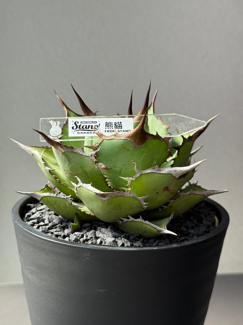 【Stano.Lab】<br>アガベ チタノタ<br> 'パンダ' GT-18