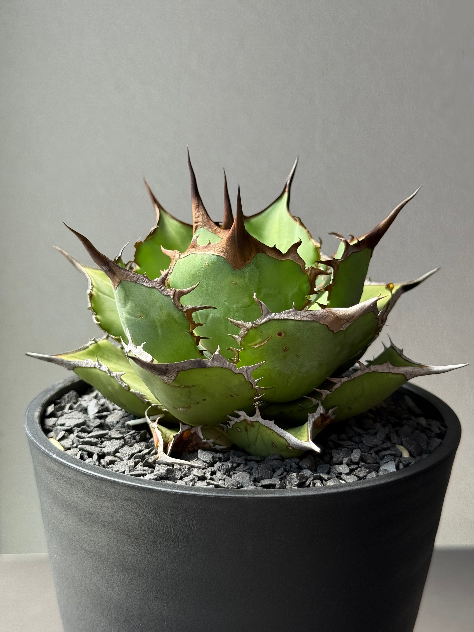 【Stano.Lab】<br>アガベ チタノタ<br> 'パンダ' GT-18