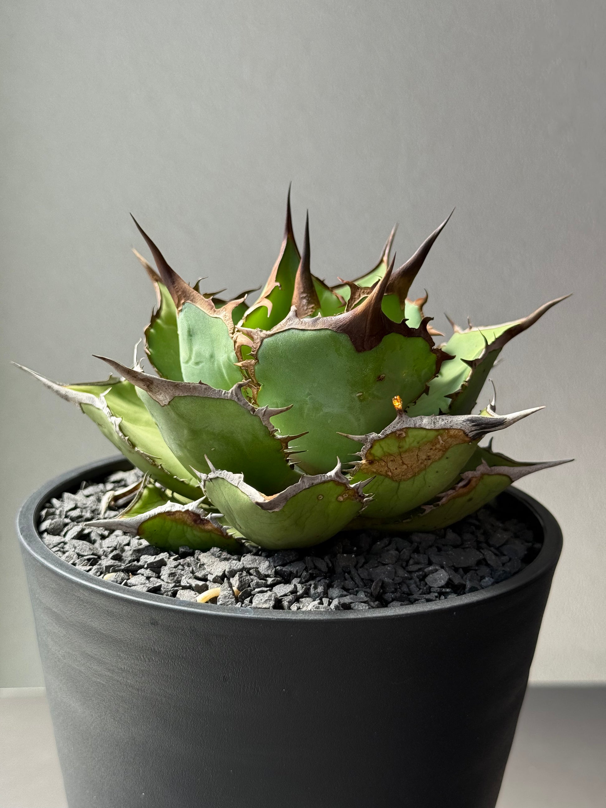 【Stano.Lab】<br>アガベ チタノタ<br> 'パンダ' GT-18