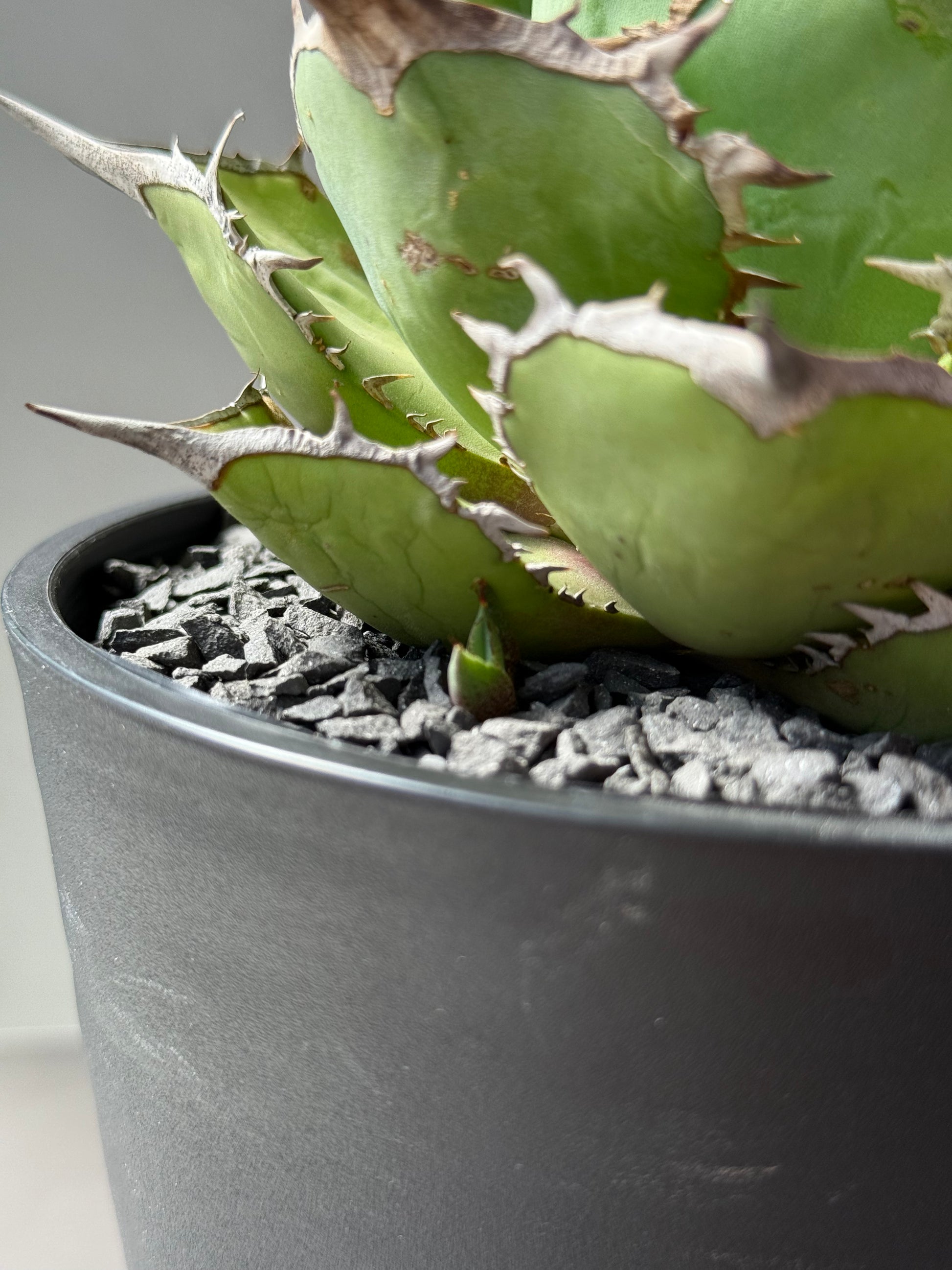 【Stano.Lab】<br>アガベ チタノタ<br> 'パンダ' GT-18