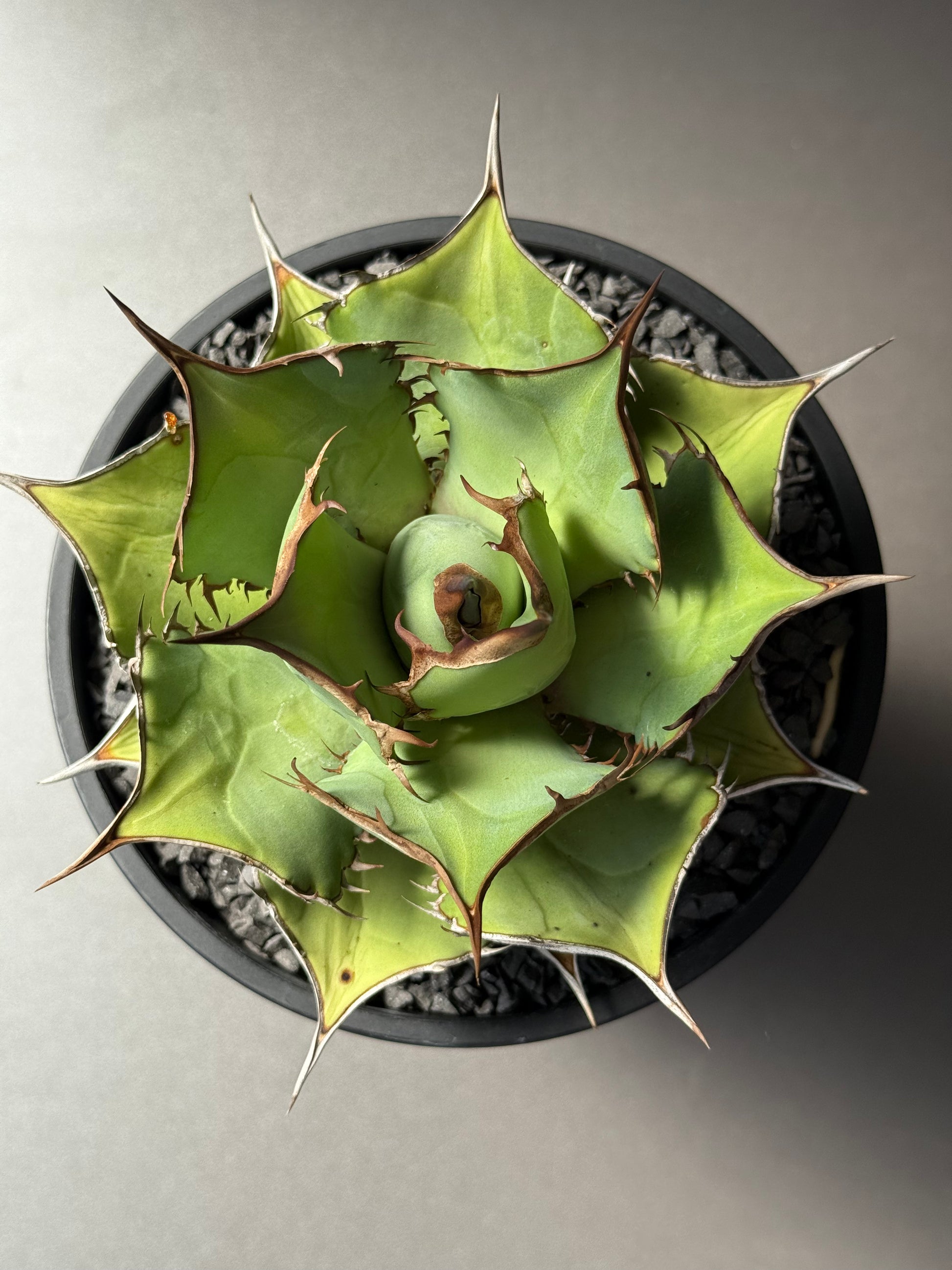 【Stano.Lab】<br>アガベ チタノタ<br> 'パンダ' GT-18