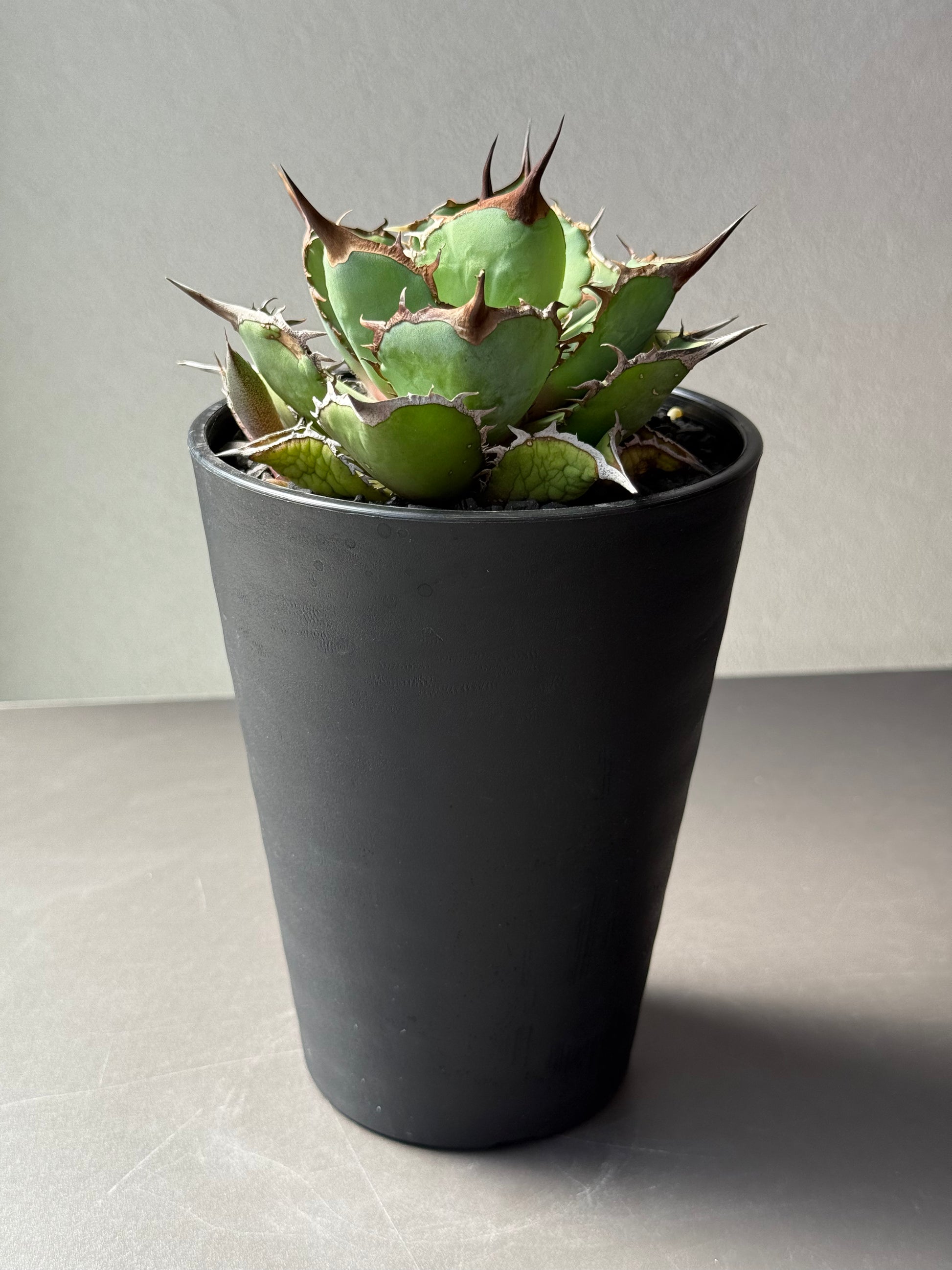 【Stano.Lab】<br>アガベ チタノタ<br> 'パンダ' GT-19