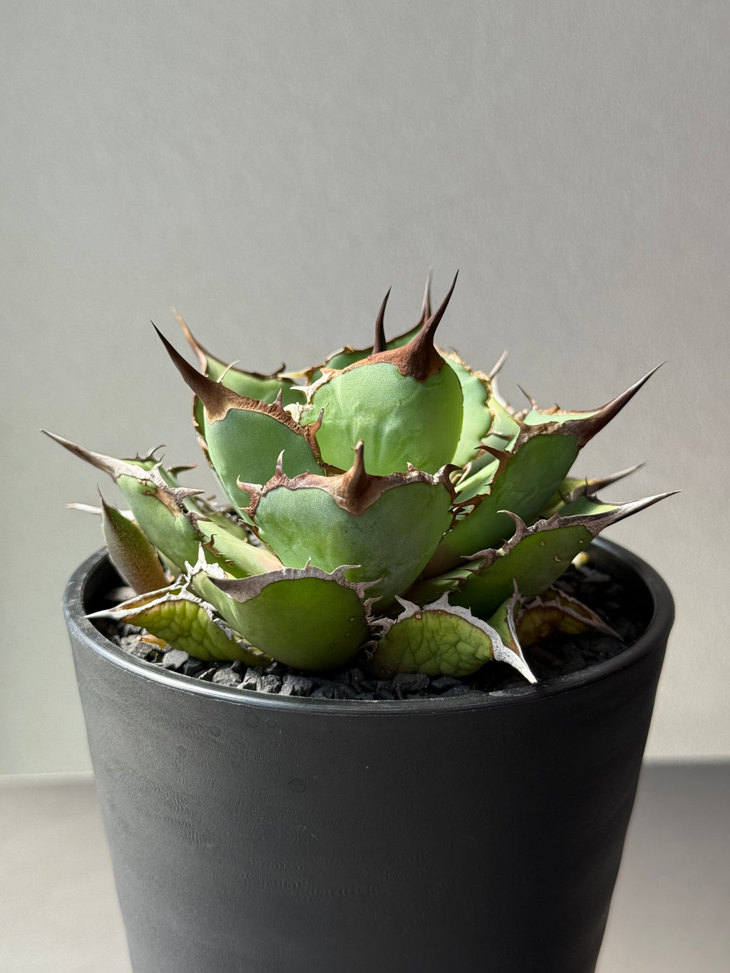 【Stano.Lab】<br>アガベ チタノタ<br> 'パンダ' GT-19