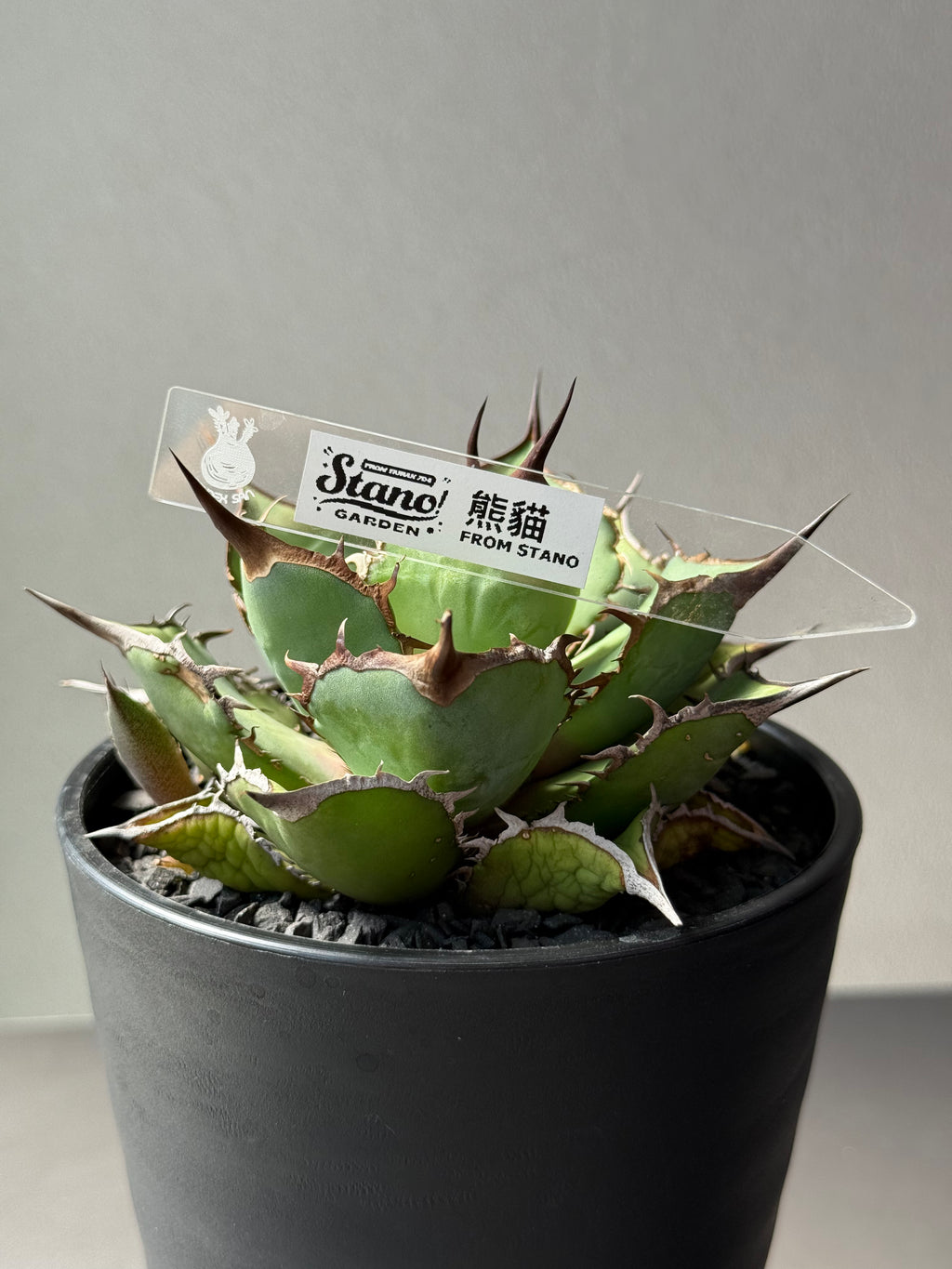 【Stano.Lab】<br>アガベ チタノタ<br> 'パンダ' GT-19