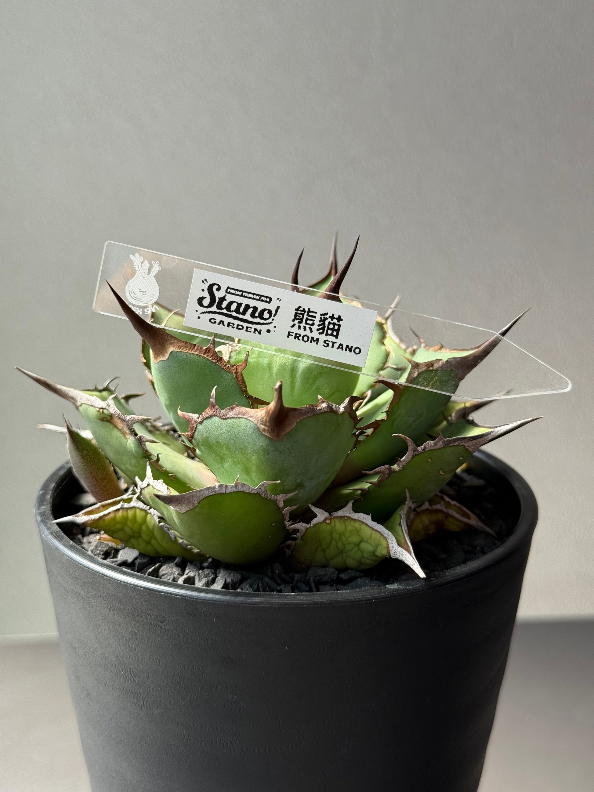 【Stano.Lab】<br>アガベ チタノタ<br> 'パンダ' GT-19