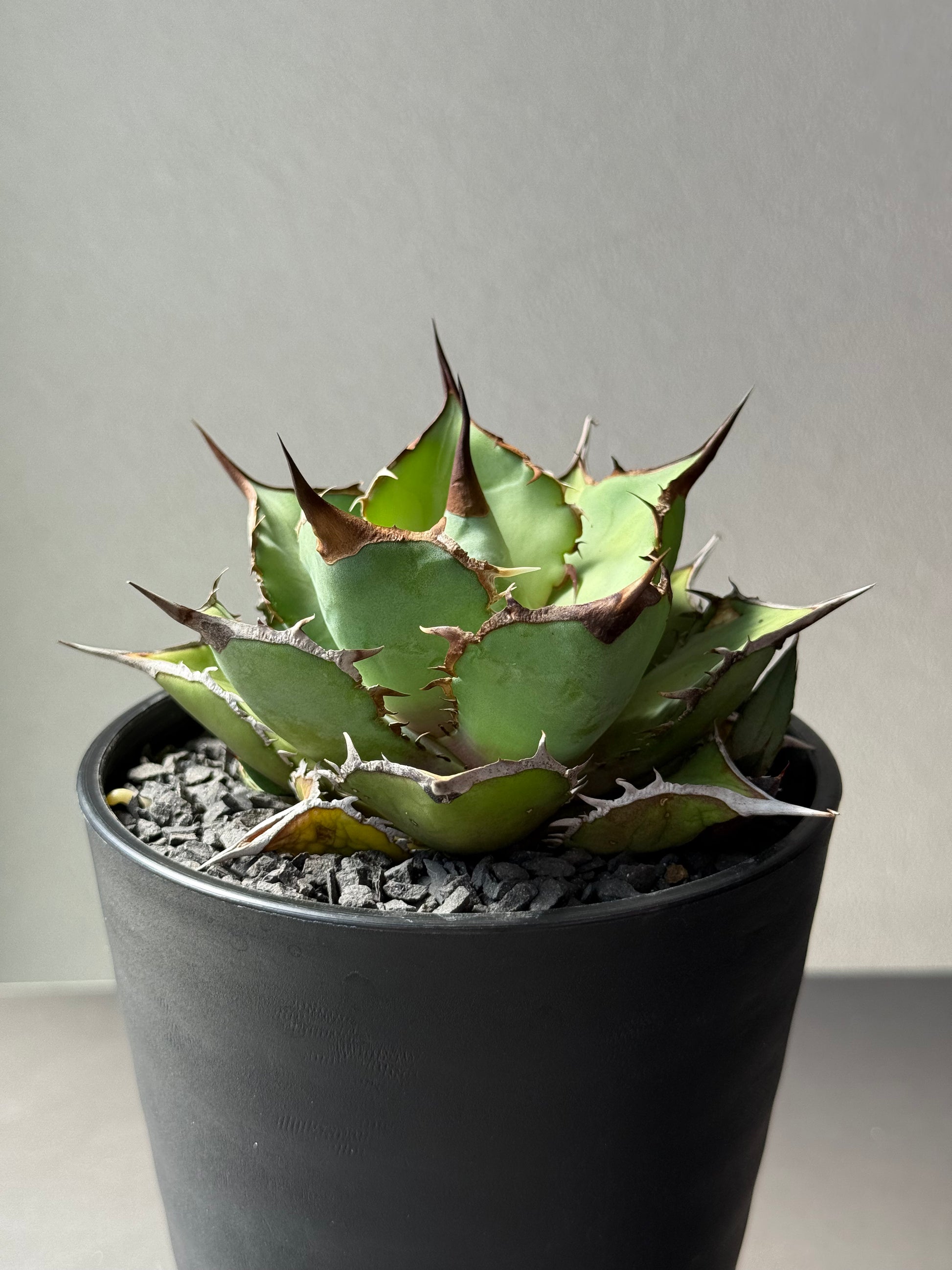 【Stano.Lab】<br>アガベ チタノタ<br> 'パンダ' GT-19