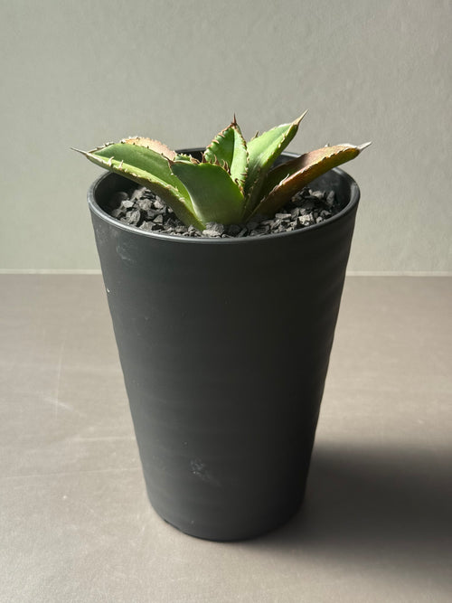 【Stano.Lab】<br>アガベ チタノタ <br>'クラウン'