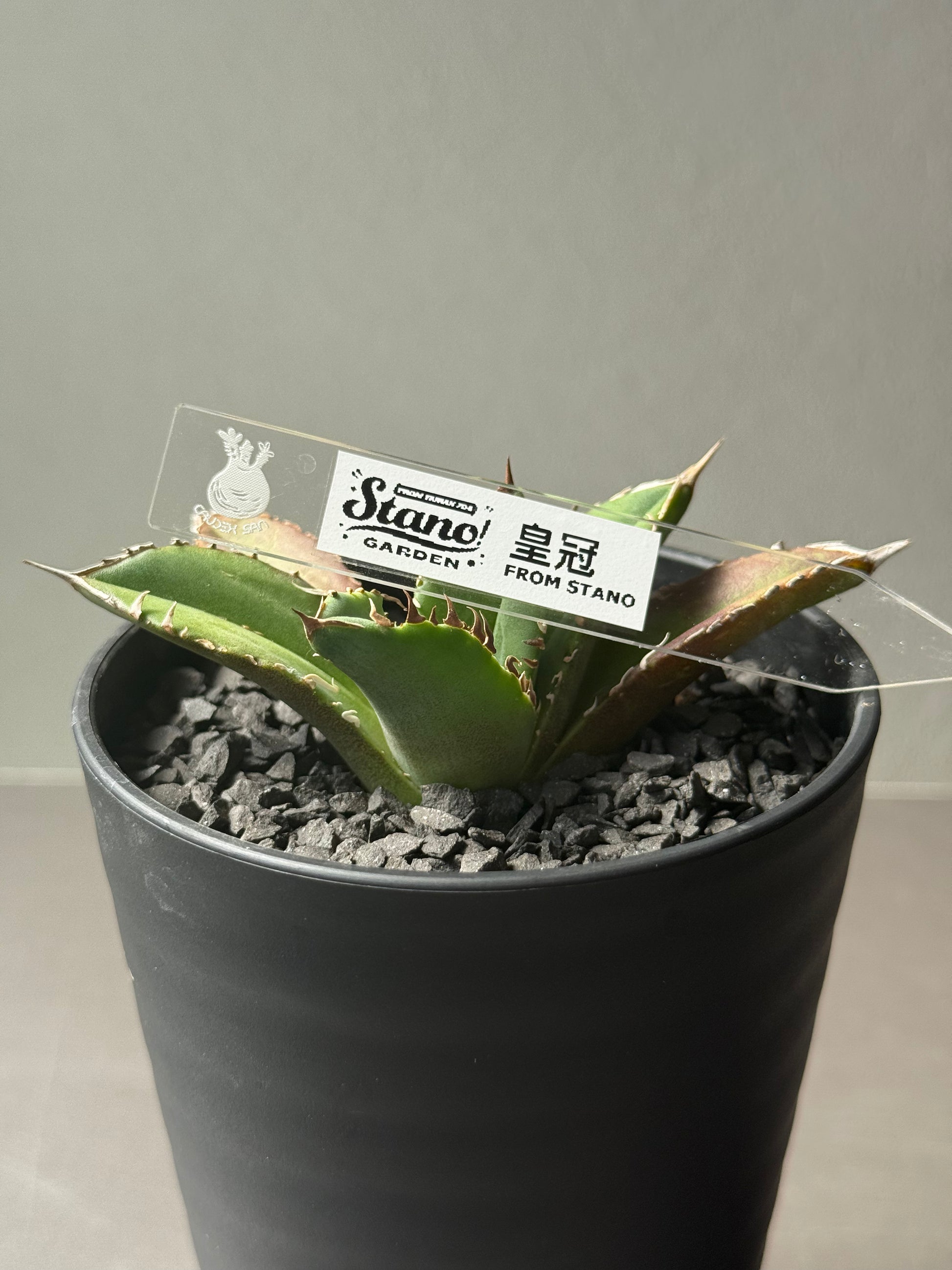 アガベ　クラウン 🌿 Agave titanota 'Crown' ② 📌育成記録 画像を👈左にスワイプ