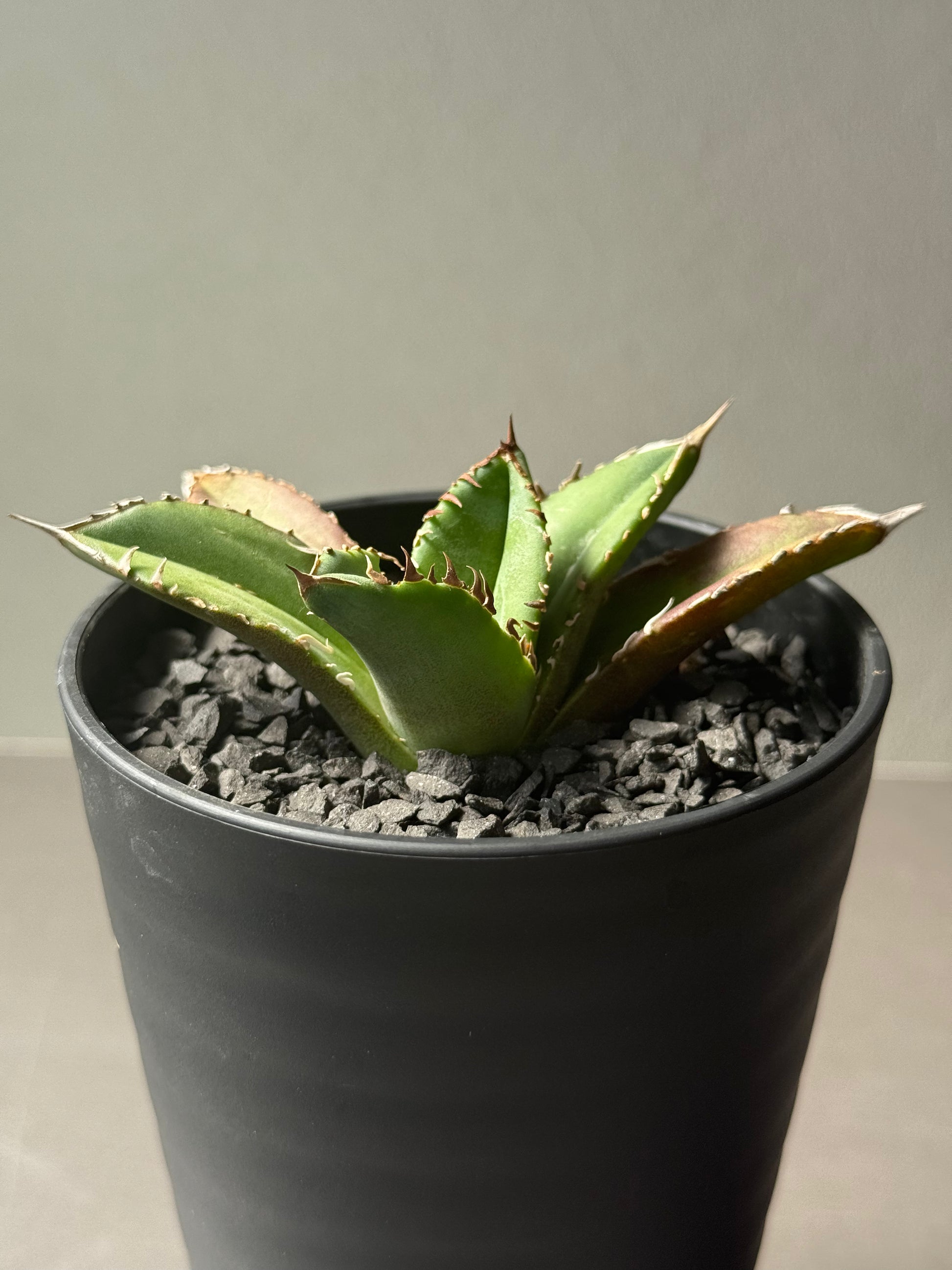 Stano.Lab】アガベ チタノタ 'クラウン' – Caudexsan Stano.Lab】アガベ チタノタ 'クラウン' – Caudexsan