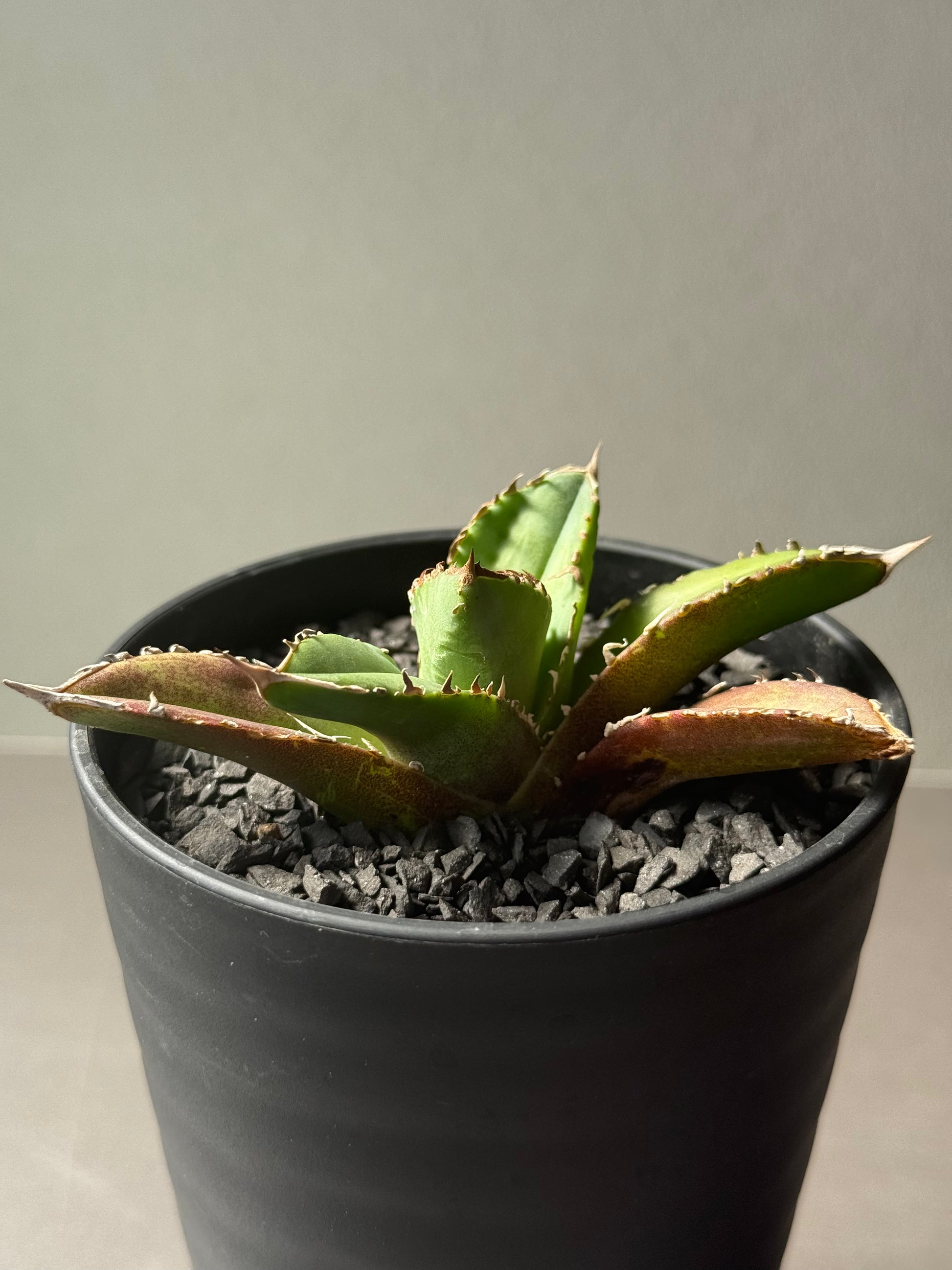 Stano.Lab】アガベ チタノタ 'クラウン' – Caudexsan Stano.Lab】アガベ チタノタ 'クラウン' – Caudexsan