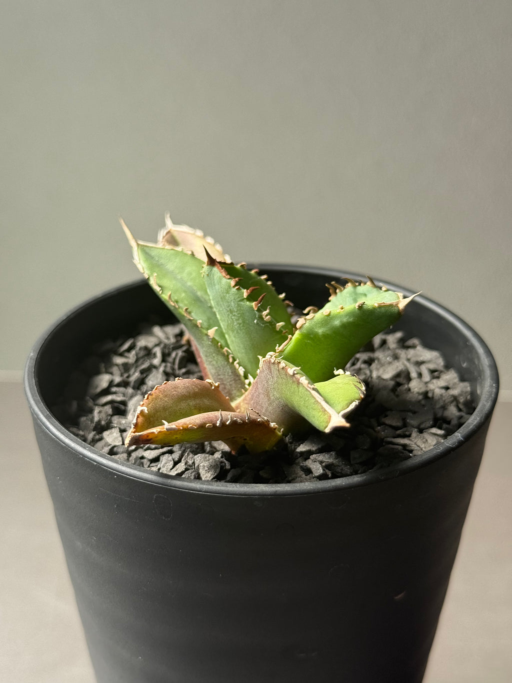 Stano.Lab】アガベ チタノタ 'クラウン' – Caudexsan Stano.Lab】アガベ チタノタ 'クラウン' – Caudexsan