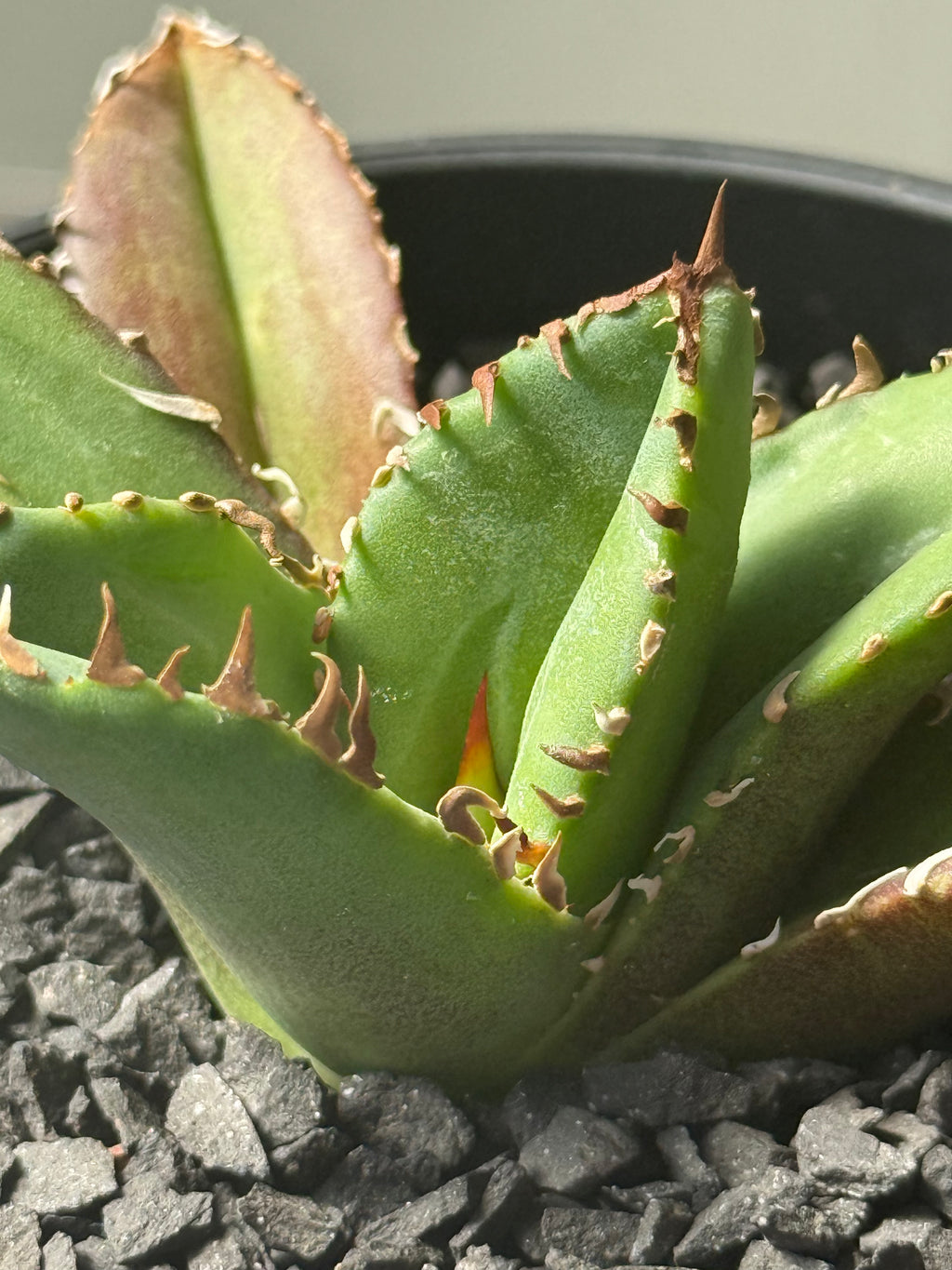 【Stano.Lab】<br>アガベ チタノタ <br>'クラウン'