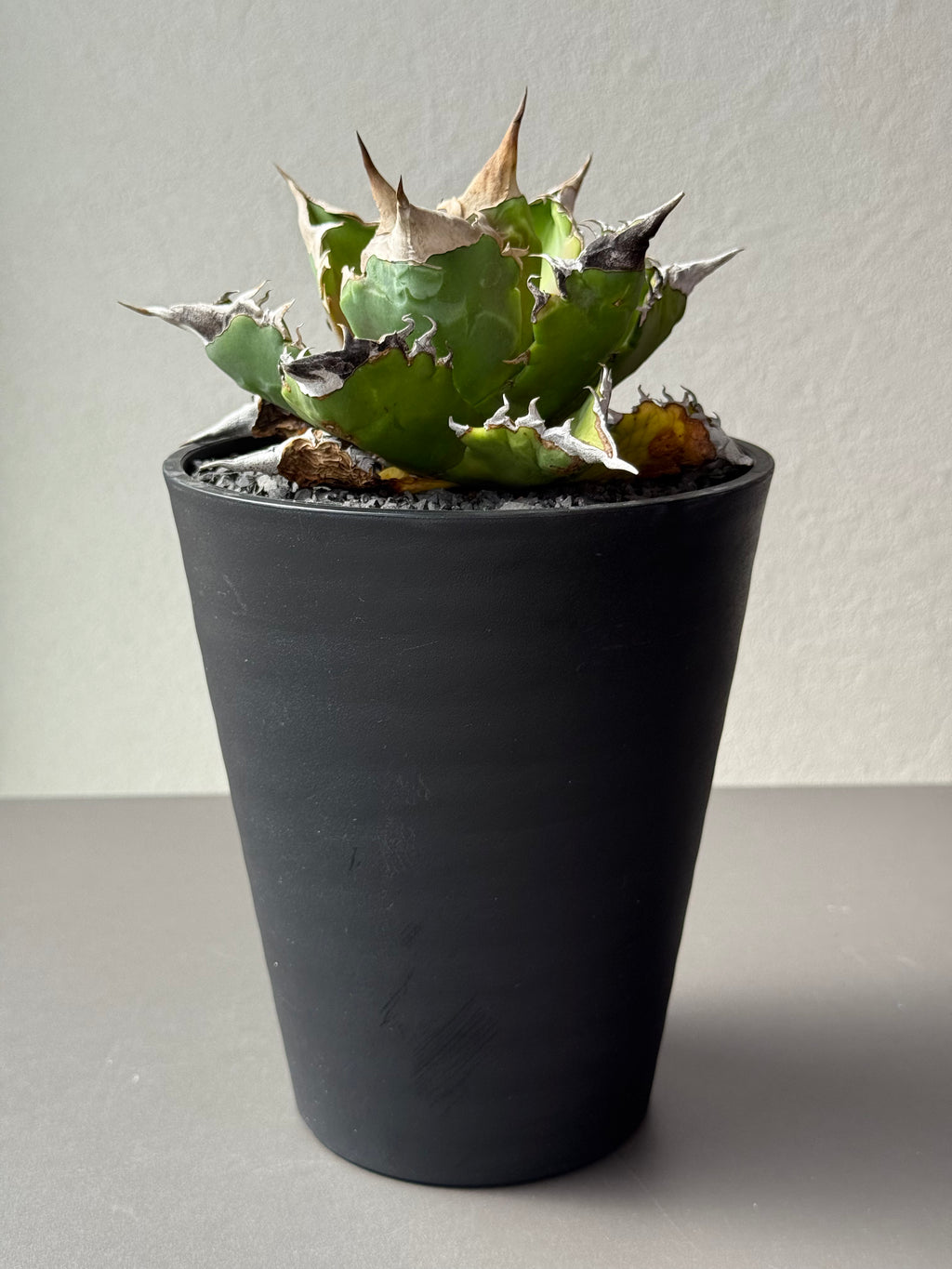 【Stano.Lab】<br>アガベ チタノタ<br> 'ホワイトファイヤー' GT-23