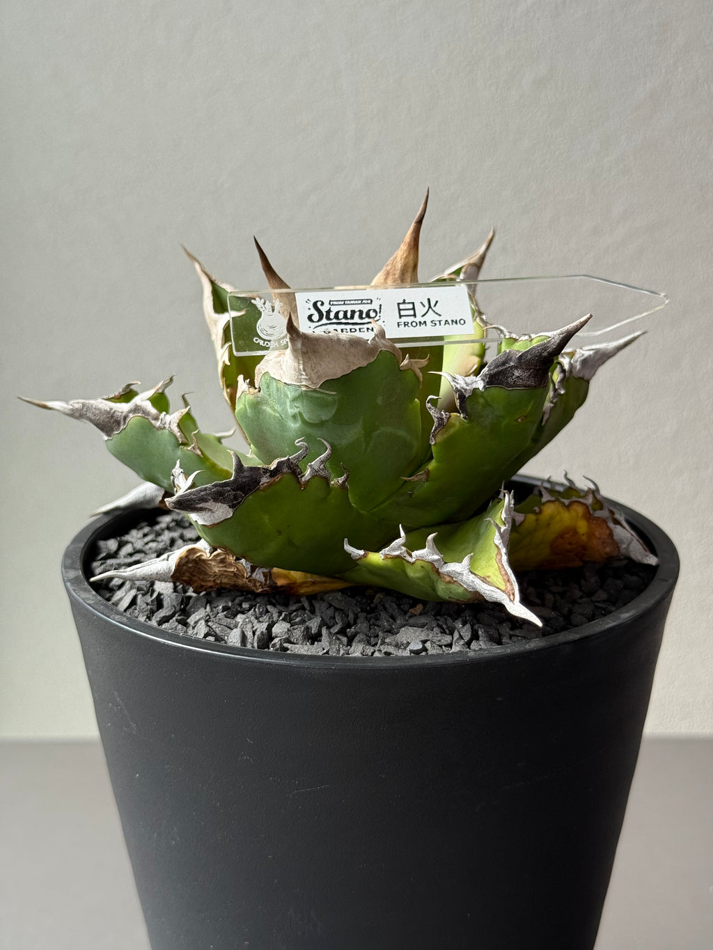【Stano.Lab】<br>アガベ チタノタ<br> 'ホワイトファイヤー' GT-23