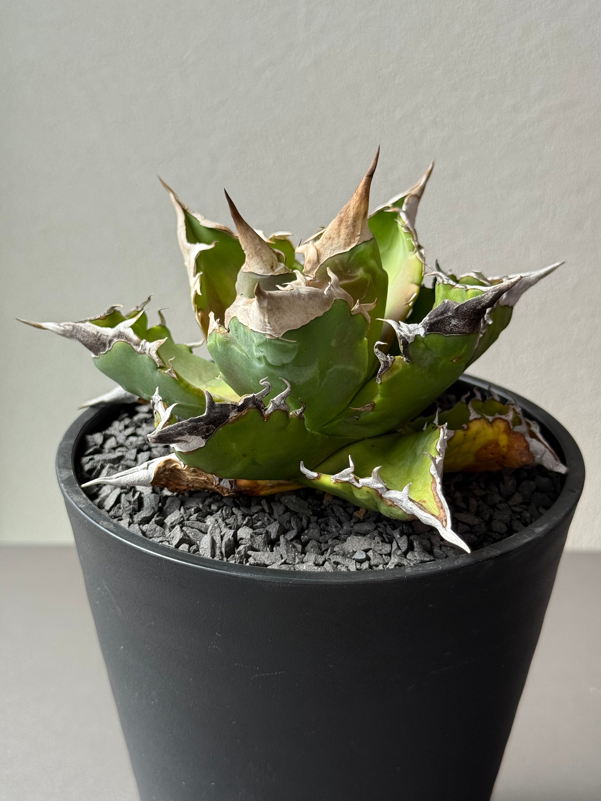 【Stano.Lab】<br>アガベ チタノタ<br> 'ホワイトファイヤー' GT-23