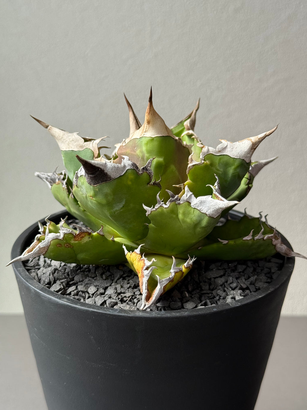 【Stano.Lab】<br>アガベ チタノタ<br> 'ホワイトファイヤー' GT-23