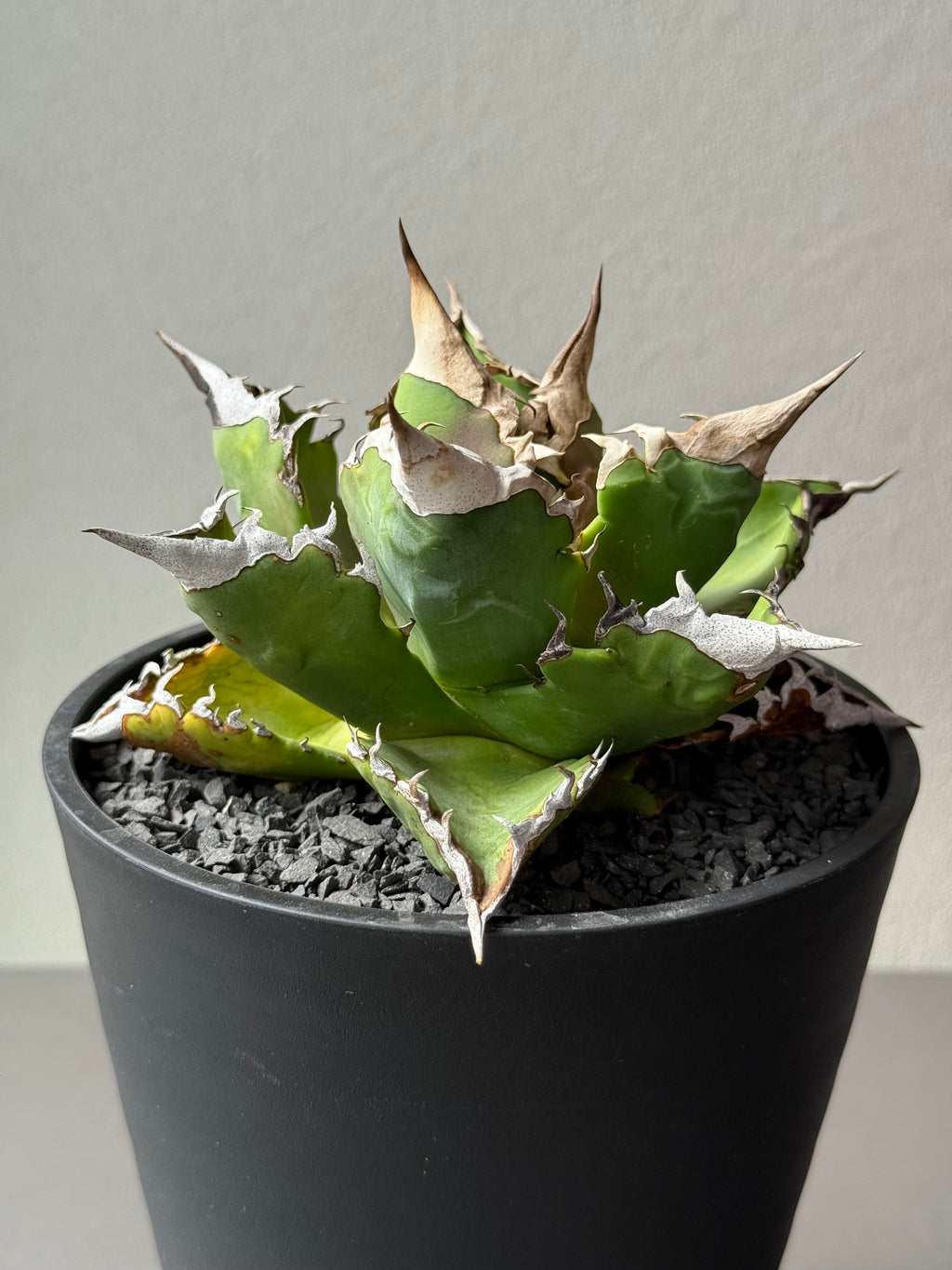 【Stano.Lab】<br>アガベ チタノタ<br> 'ホワイトファイヤー' GT-23