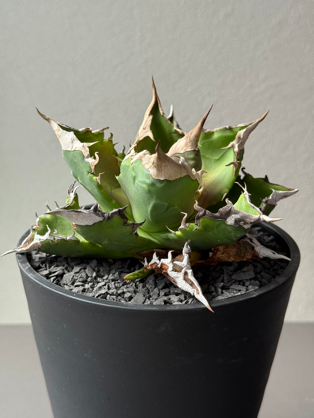 【Stano.Lab】<br>アガベ チタノタ<br> 'ホワイトファイヤー' GT-23