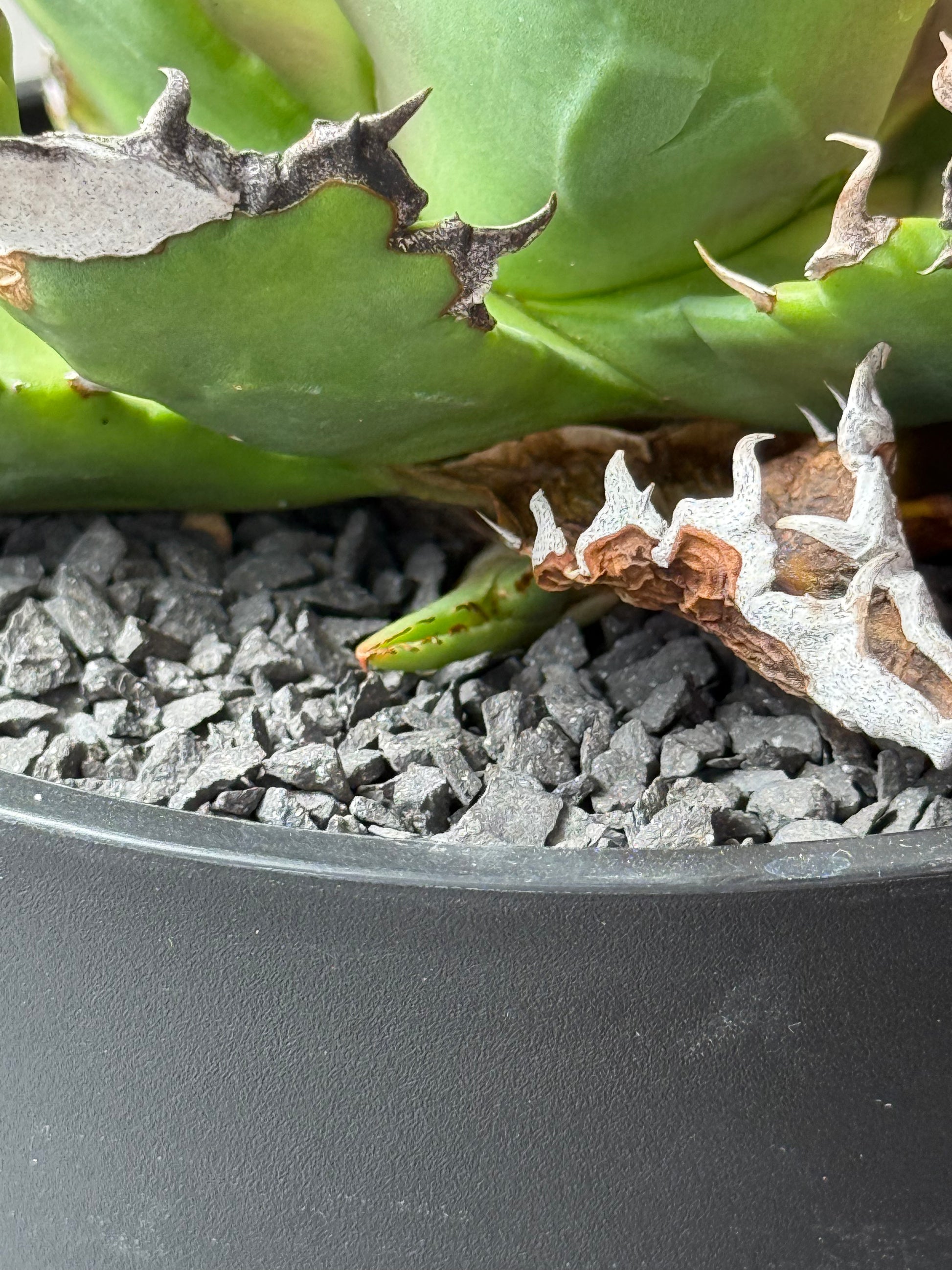 【Stano.Lab】<br>アガベ チタノタ<br> 'ホワイトファイヤー' GT-23