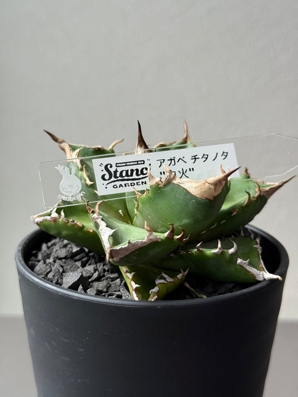 【Stano.Lab】<br>アガベ チタノタ<br> 'ホワイトファイヤー' GT-24