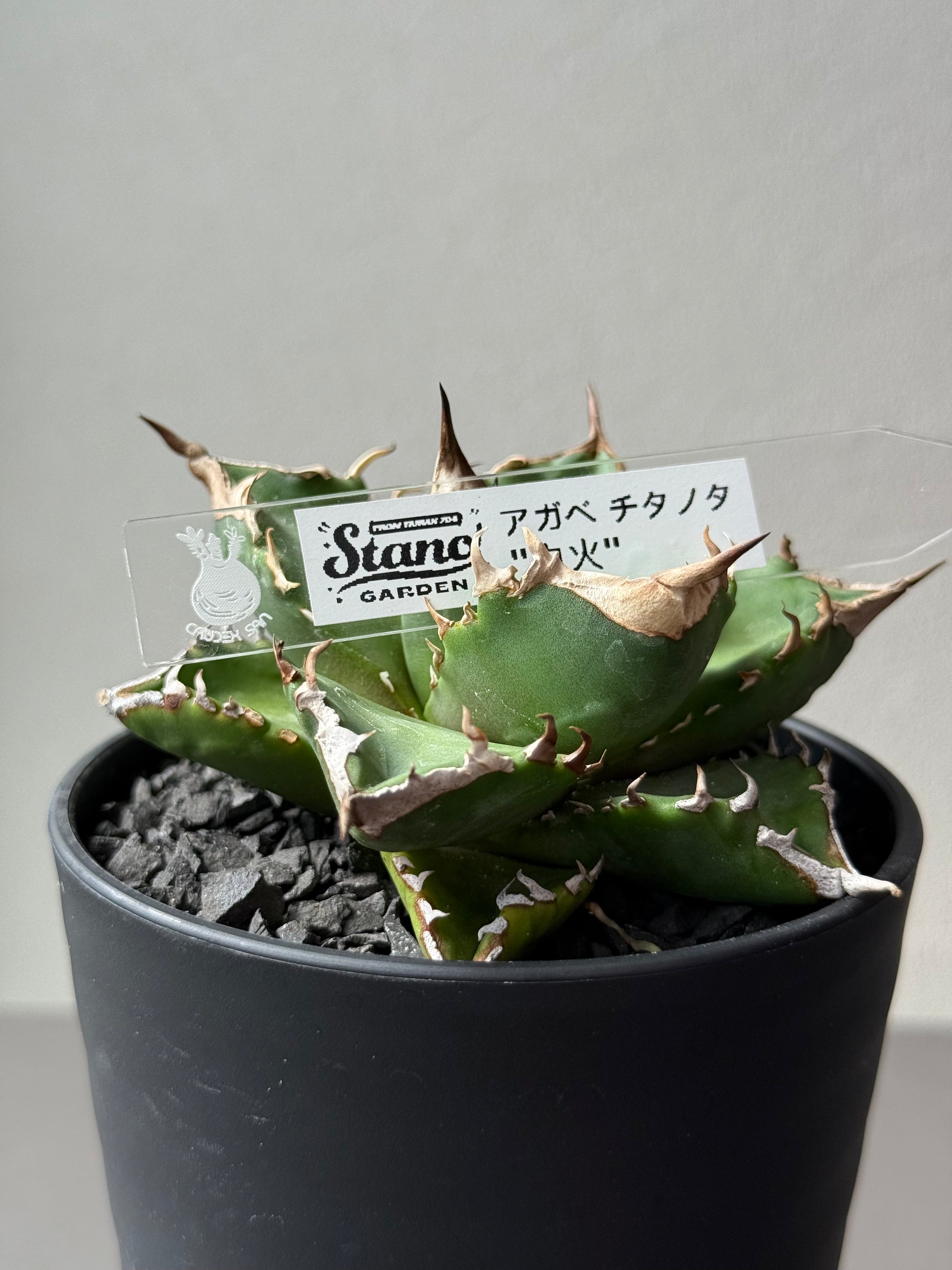 【Stano.Lab】<br>アガベ チタノタ<br> 'ホワイトファイヤー' GT-24