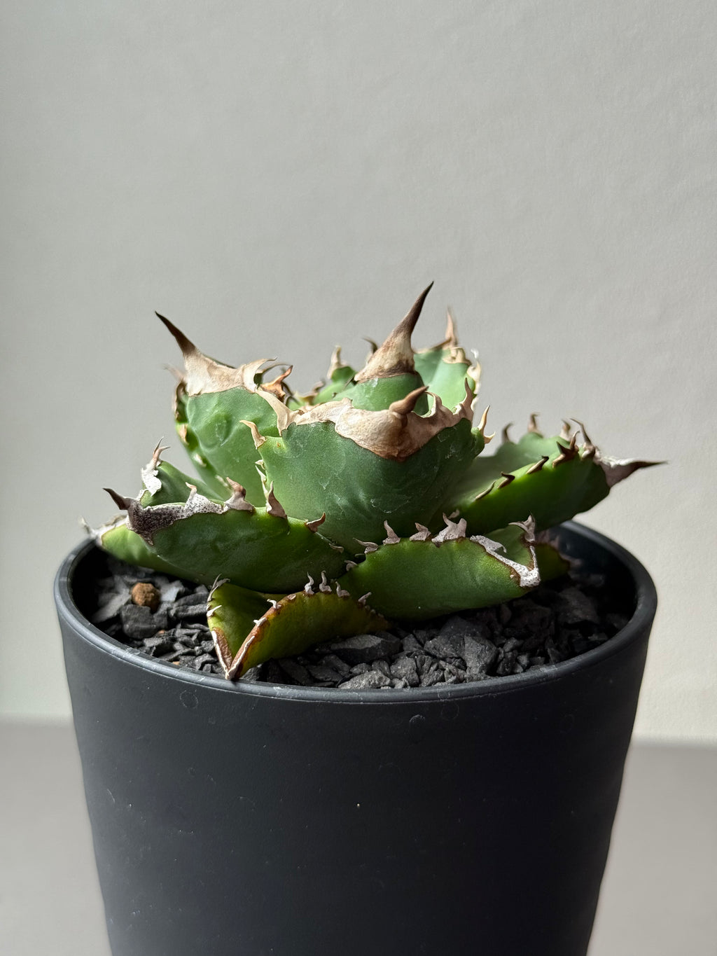 【Stano.Lab】<br>アガベ チタノタ<br> 'ホワイトファイヤー' GT-24