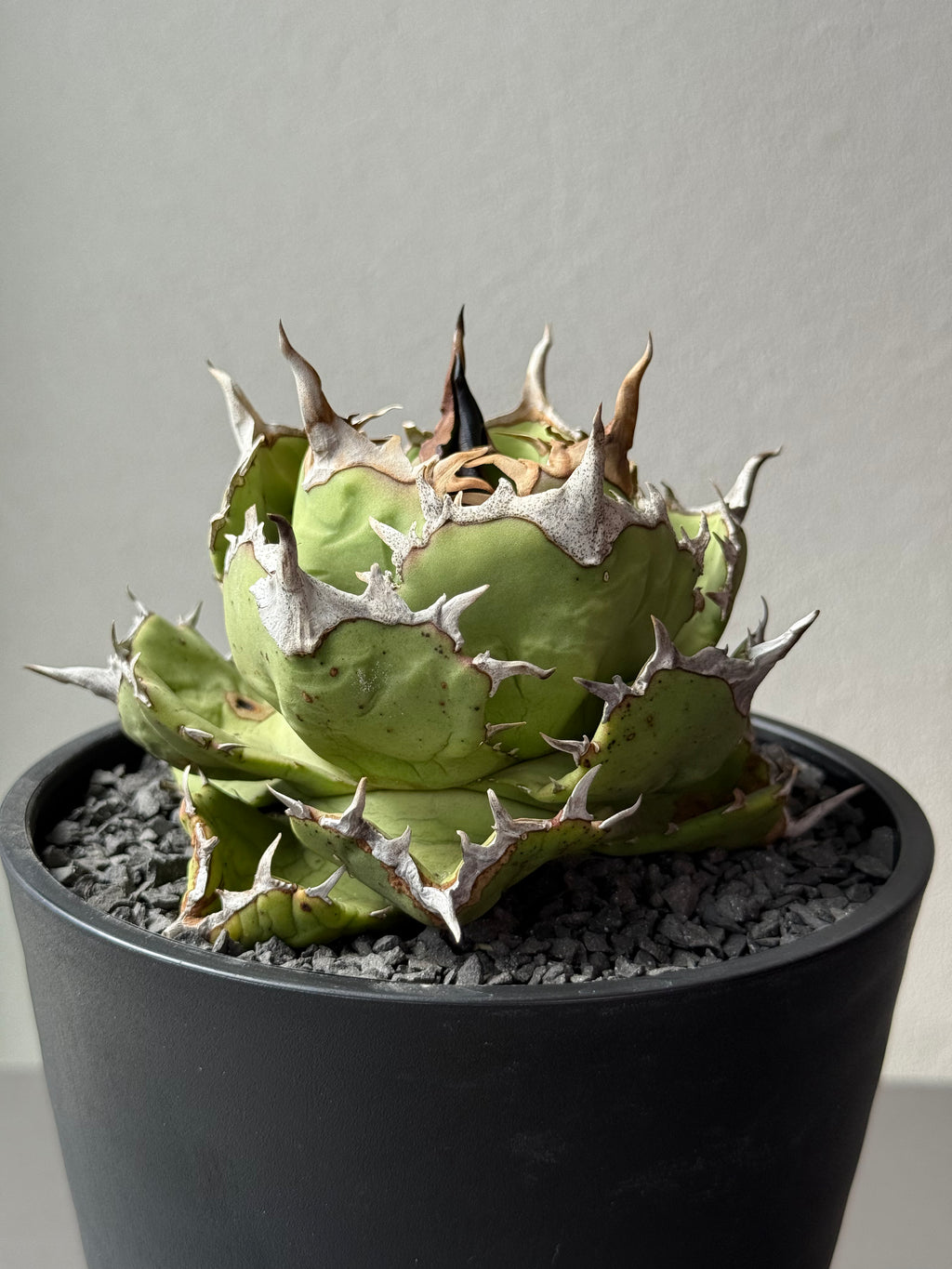 【Stano.Lab】<br>アガベ チタノタ<br> 'アザラシ' GT-26