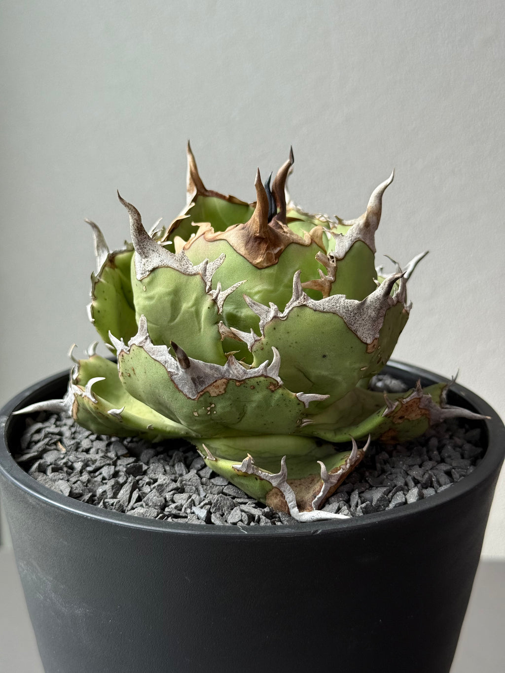 【Stano.Lab】<br>アガベ チタノタ<br> 'アザラシ' GT-26