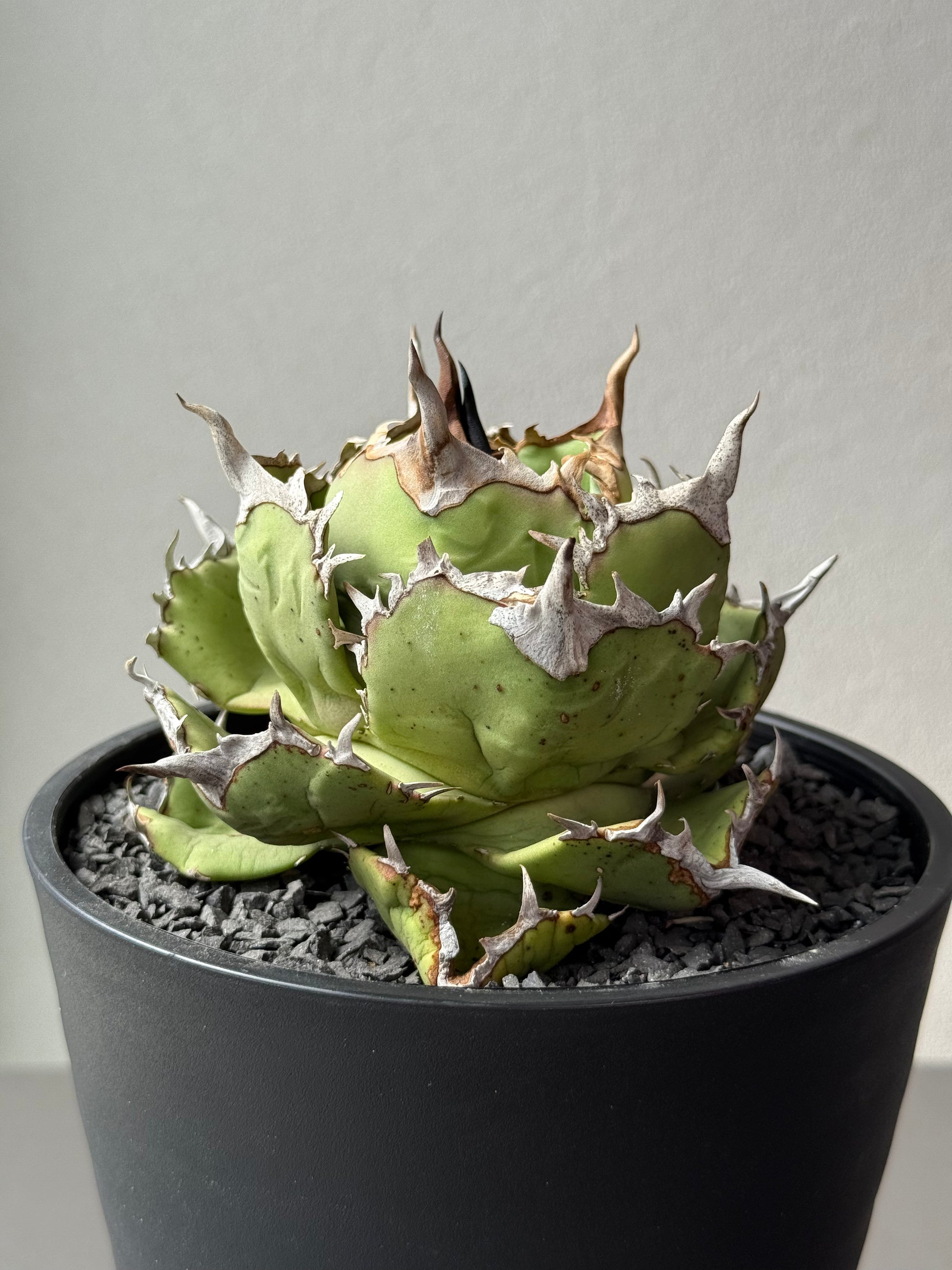 【Stano.Lab】<br>アガベ チタノタ<br> 'アザラシ' GT-26