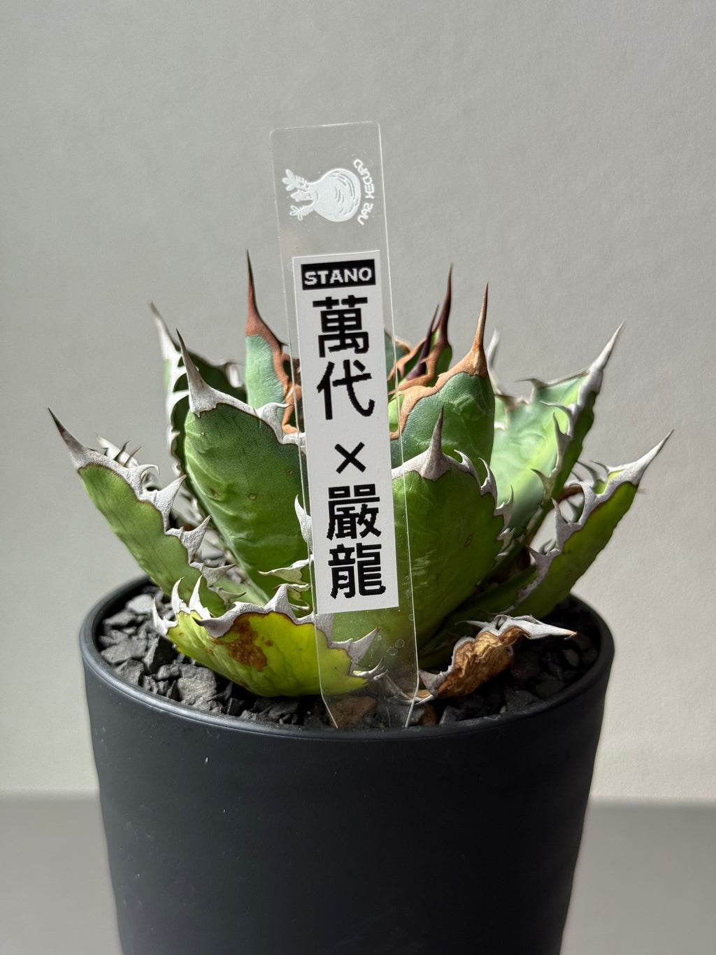 Stano.Lab】アガベ サハイブリッド '万代X厳龍' GT-27 – Caudexsan Stano.Lab】アガベ サハイブリッド '万代X厳龍' GT-27 – Caudexsan