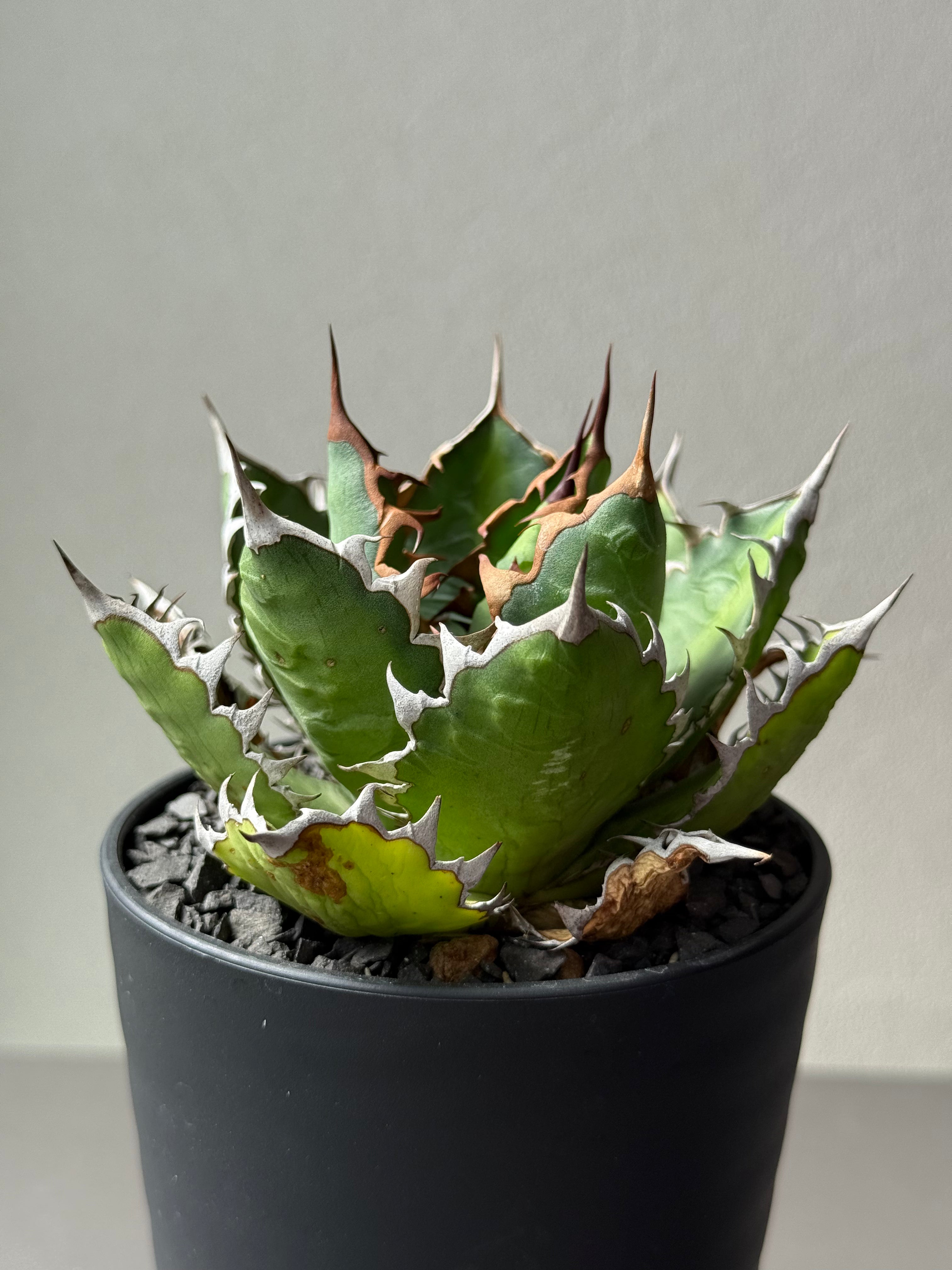 アガベ チタノタハイブリッド 萬代厳龍 チタノタ × ローファンサ