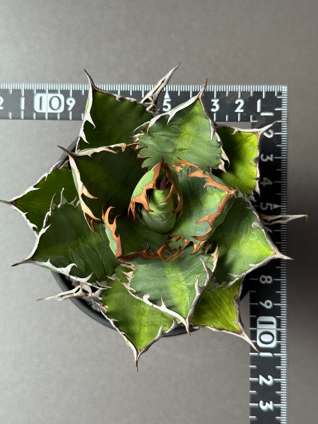 【Stano.Lab】<br>アガベ サハイブリッド<br> '万代X厳龍' GT-27