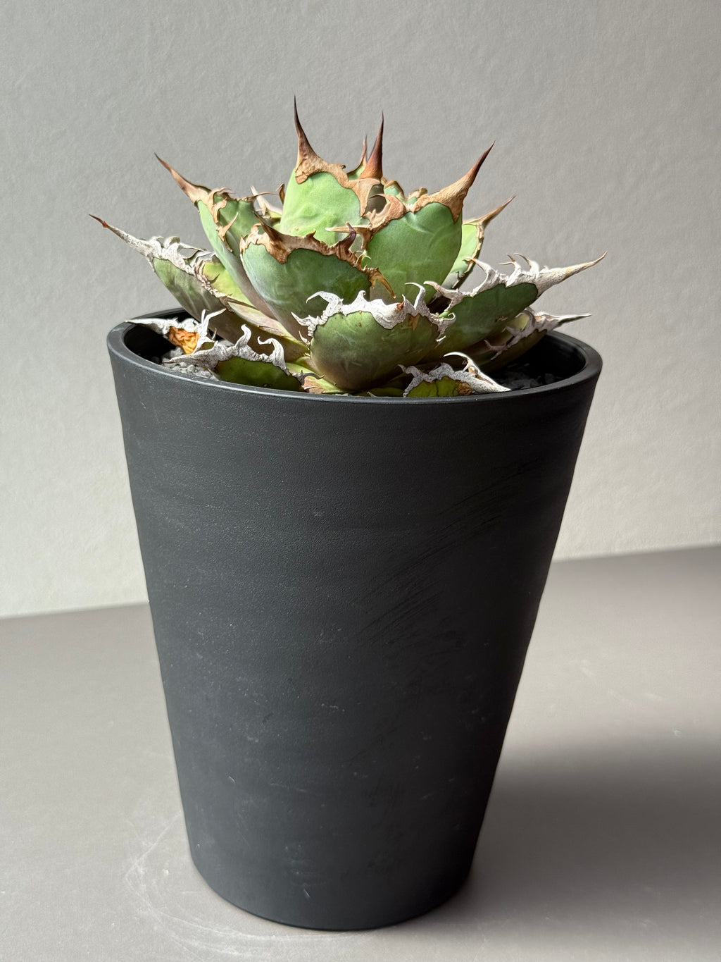 【Stano.Lab】<br>アガベ チタノタ<br> 'シーザー' GT-29