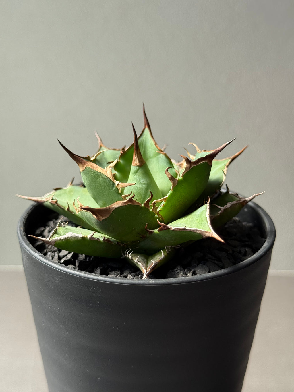 【Stano.Lab】<br>アガベ チタノタ<br> 'フィッシュ ボーン' GT-3