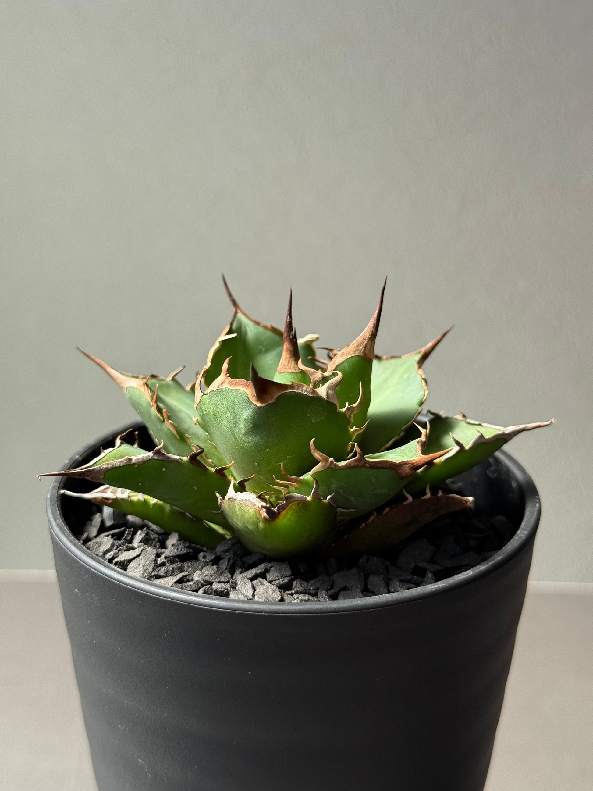 【Stano.Lab】<br>アガベ チタノタ<br> 'フィッシュ ボーン' GT-3