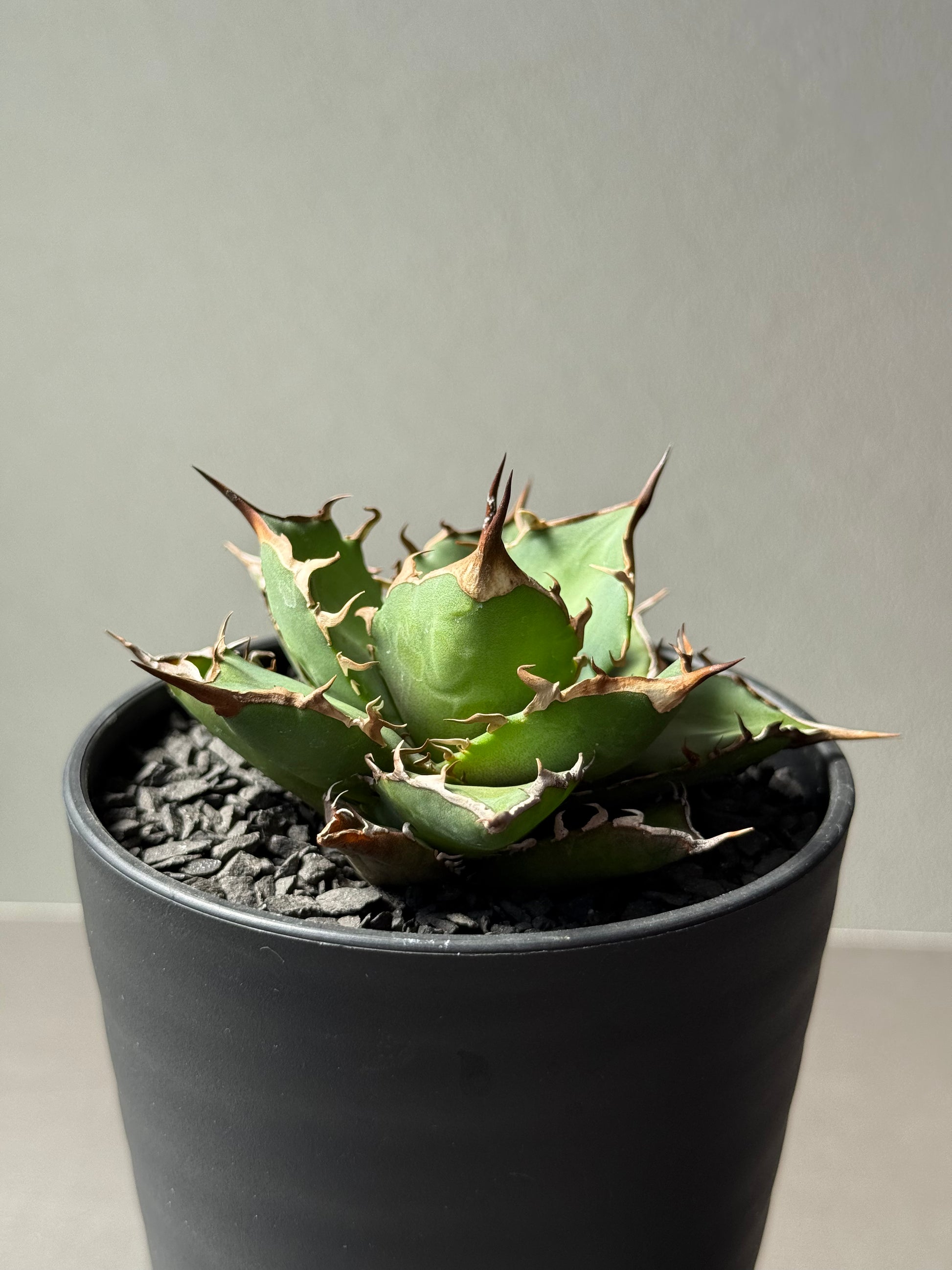 【Stano.Lab】<br>アガベ チタノタ<br> 'フィッシュ ボーン' GT-3