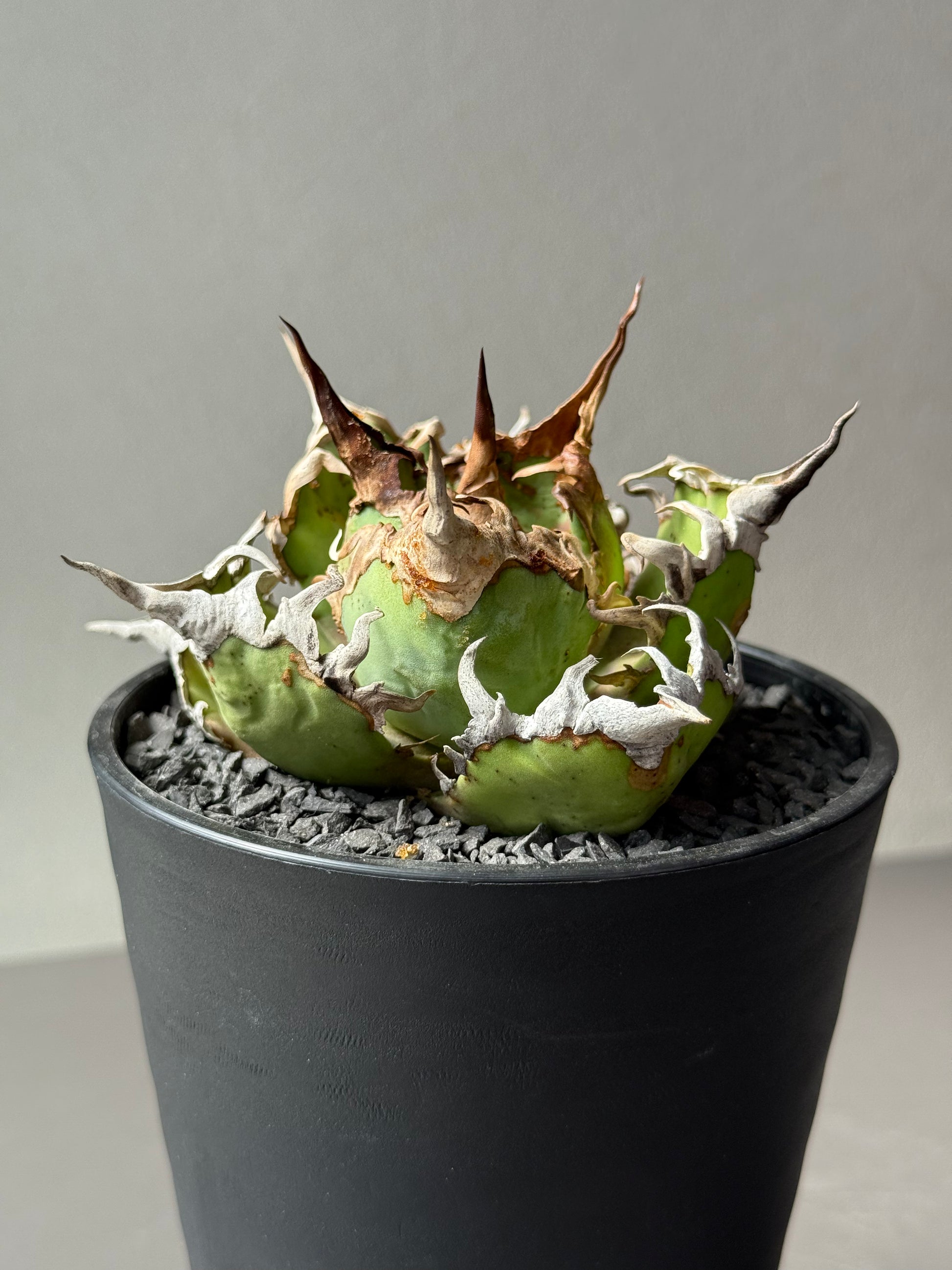 【Stano.Lab】<br>アガベ チタノタ<br> 'シーザー' GT-30