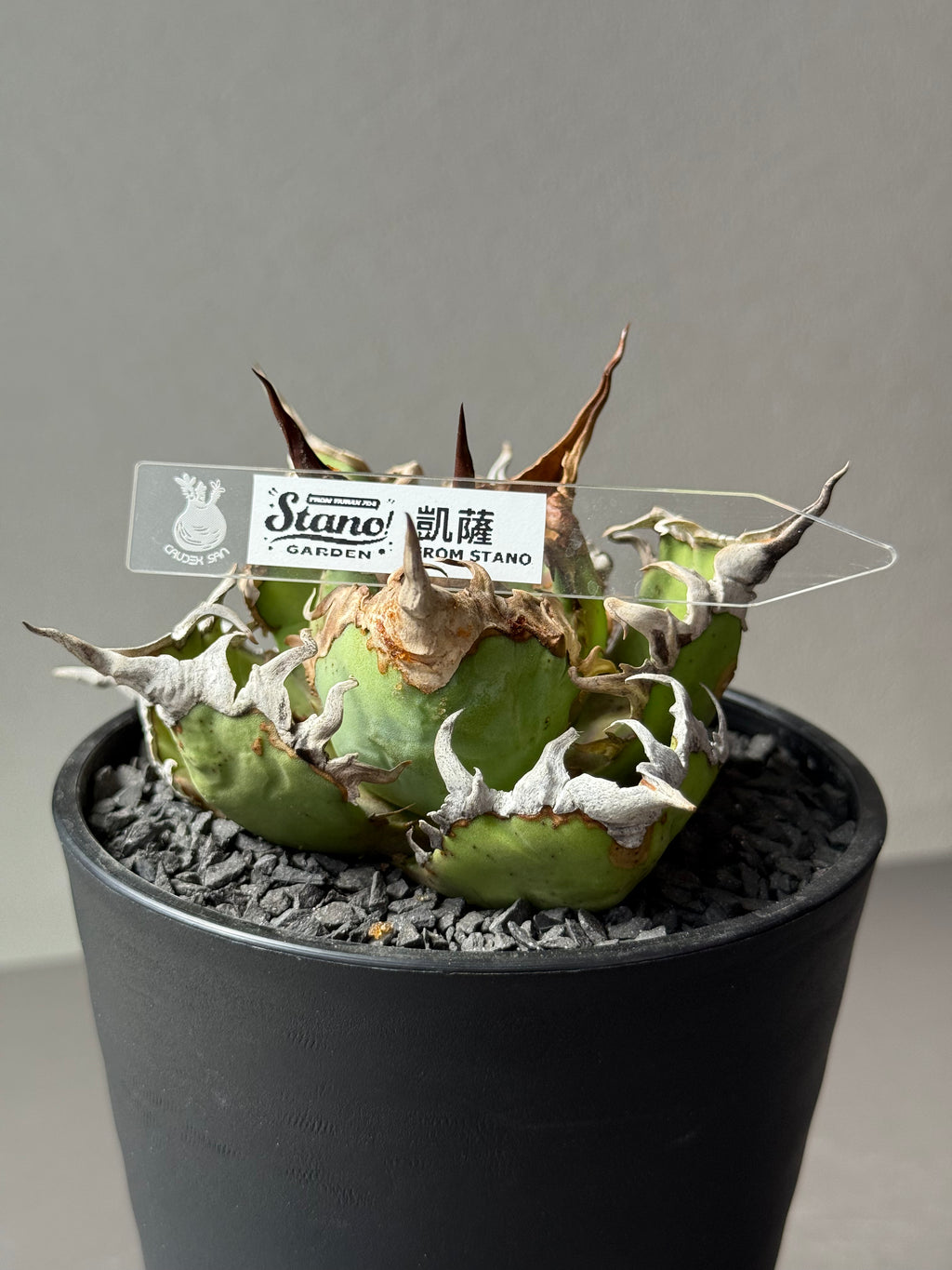 【Stano.Lab】<br>アガベ チタノタ<br> 'シーザー' GT-30