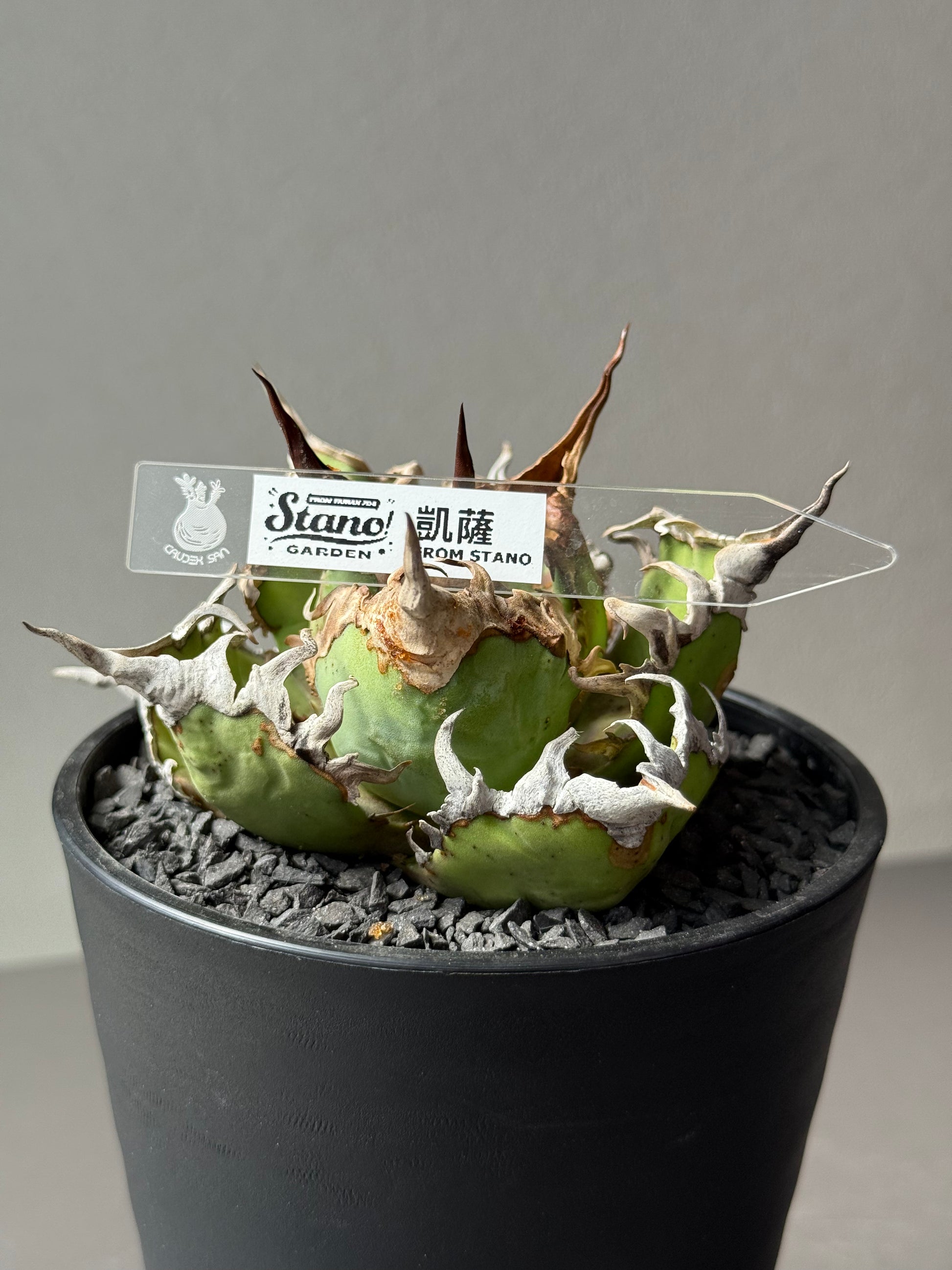 【Stano.Lab】<br>アガベ チタノタ<br> 'シーザー' GT-30