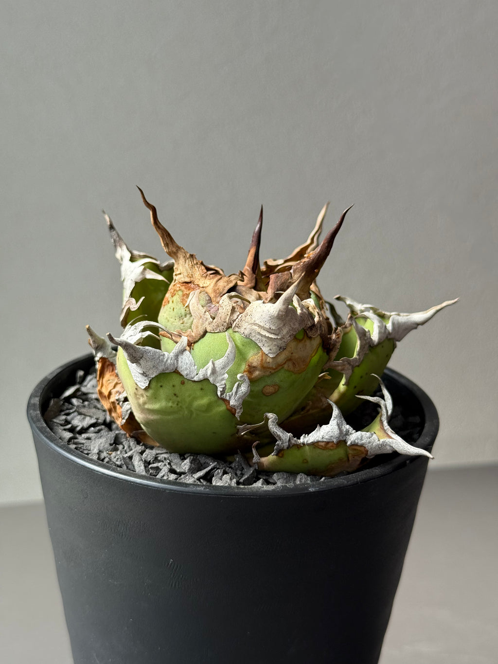 【Stano.Lab】<br>アガベ チタノタ<br> 'シーザー' GT-30